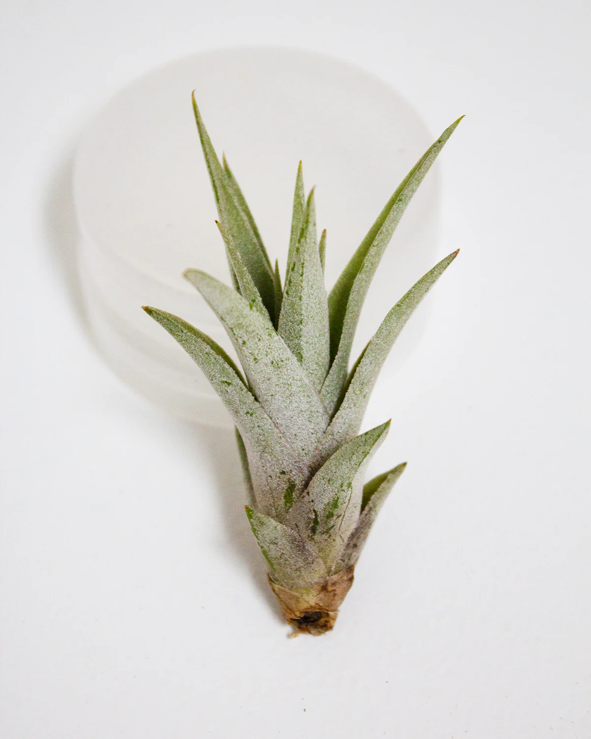 Harrisii Air Plant