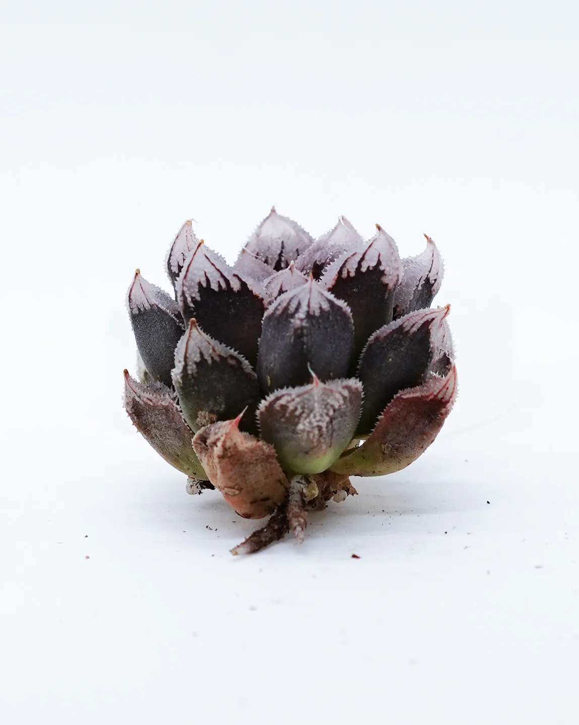 Haworthia Baidi City - Image 2