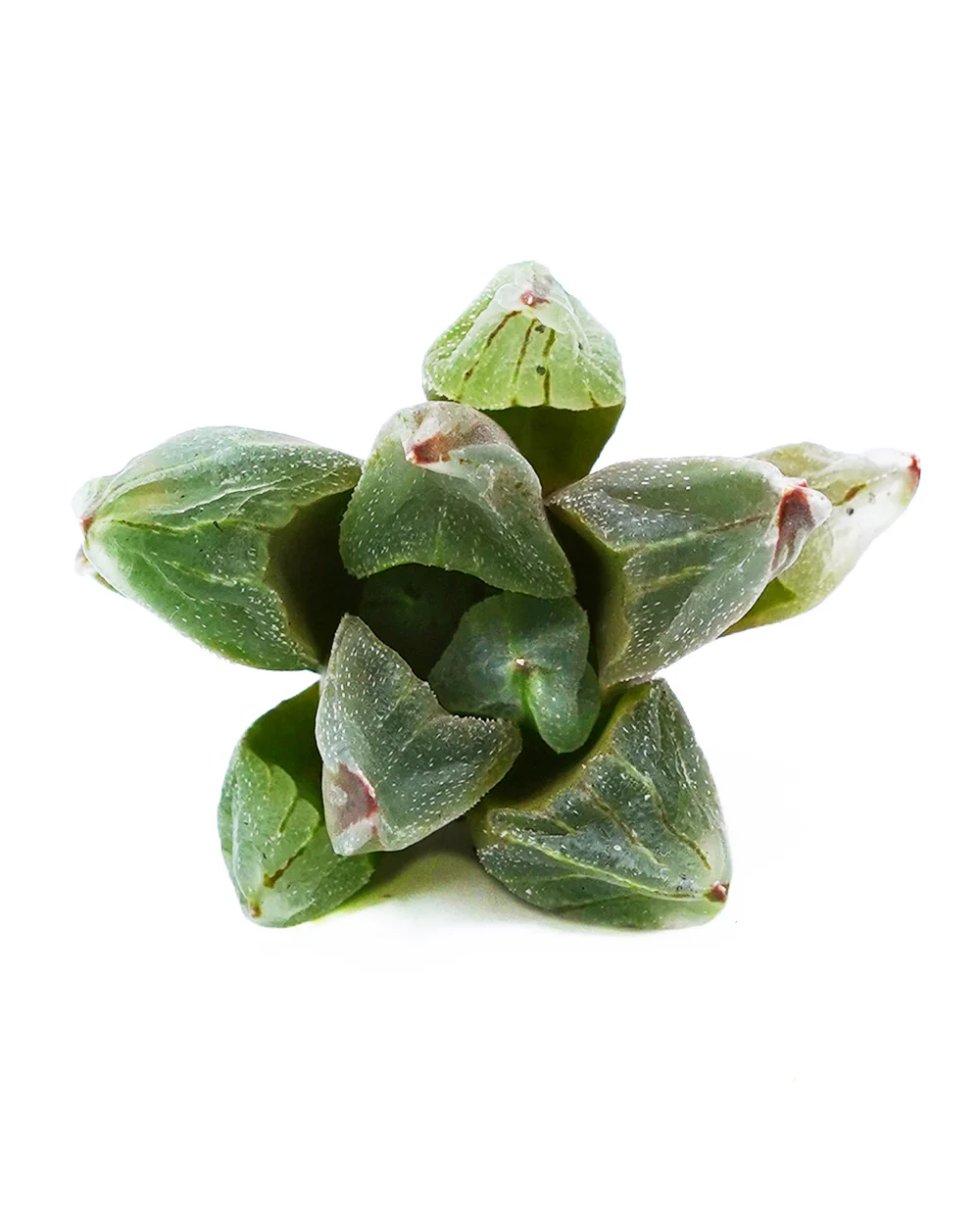 Haworthia Bingcheng Shou