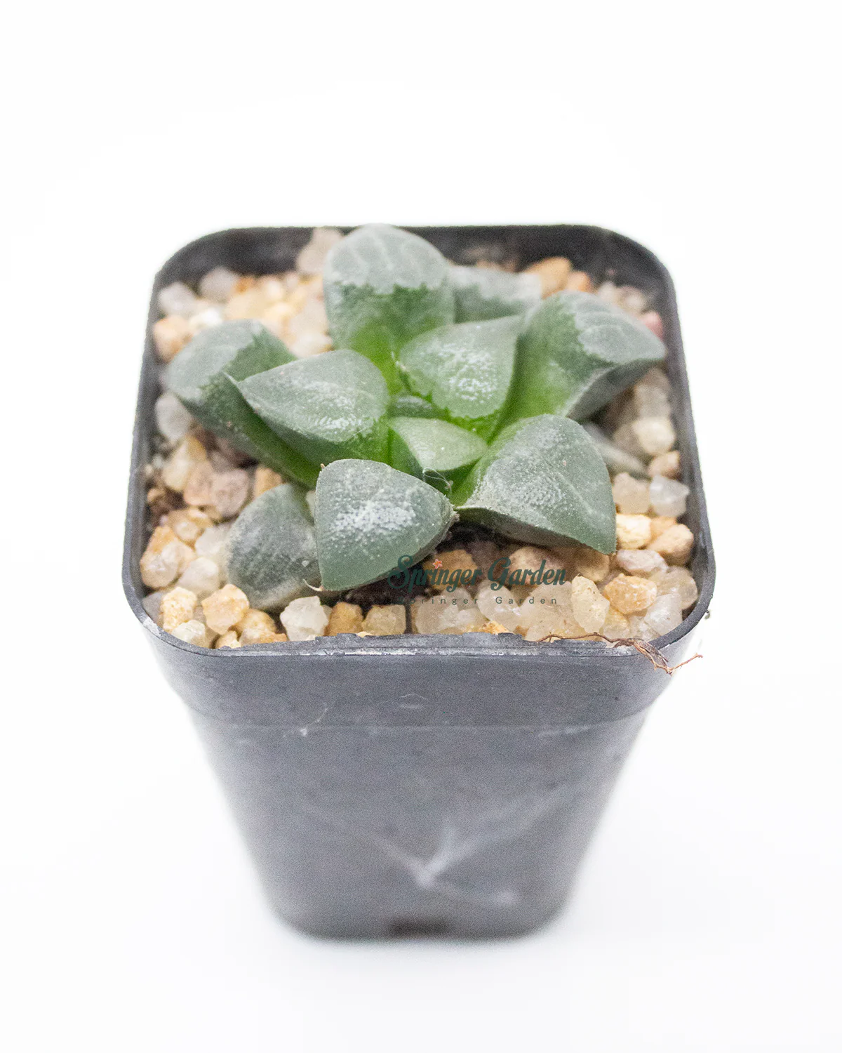 Haworthia All Type - Image 2