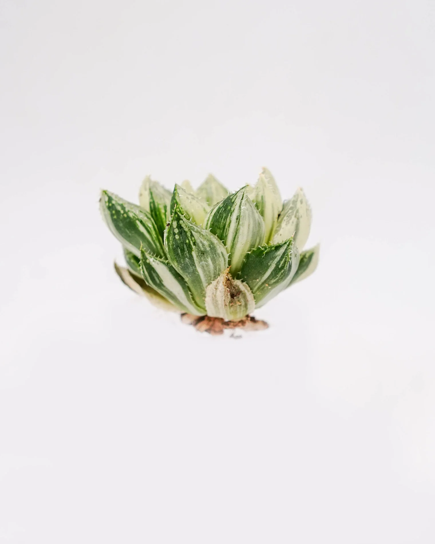 Haworthia Hanabi Var. - Image 3