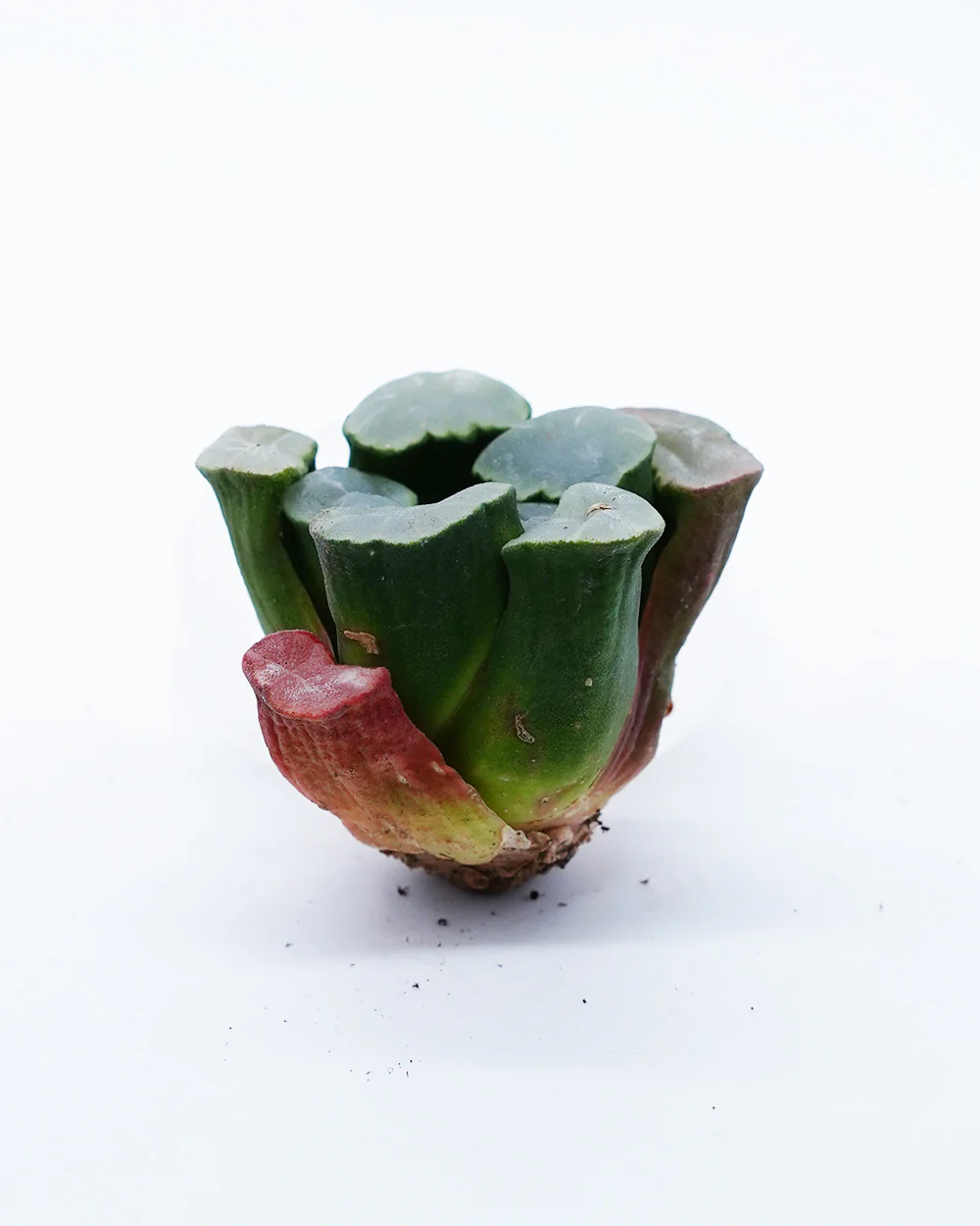 Haworthia Vientiane - Image 2