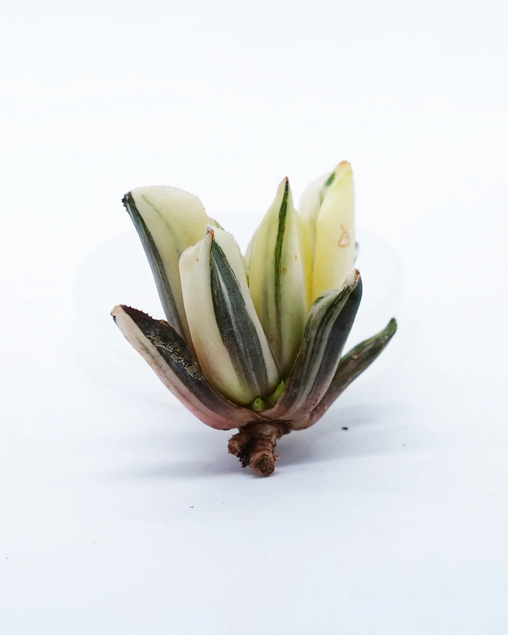 Haworthia Vivacity Variegated - Image 2