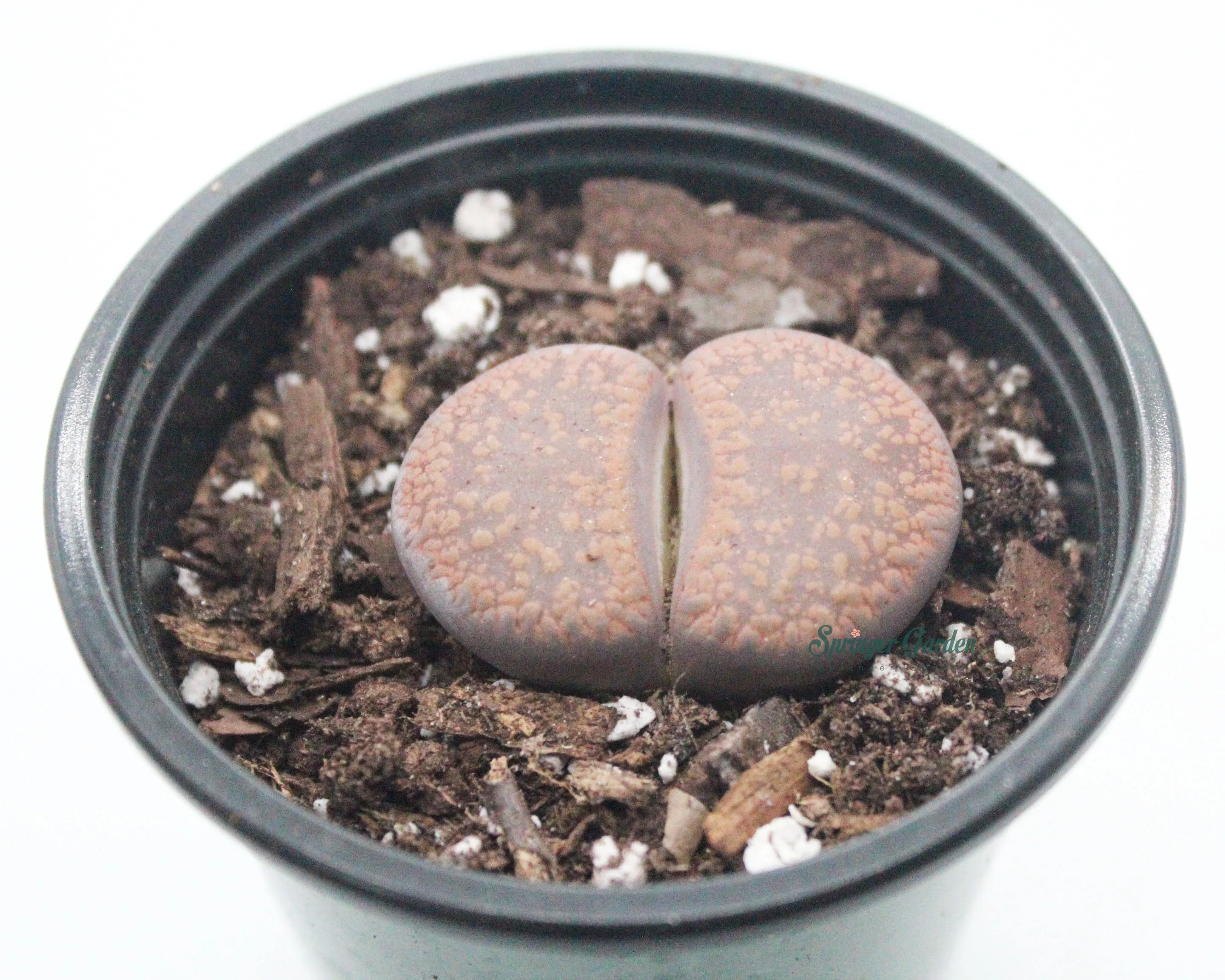 Lithops Assorted Colours - Image 2