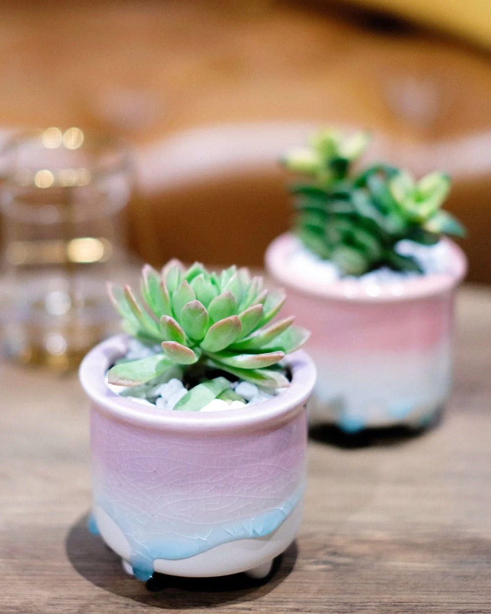 Local Succulents Subscription - Image 4