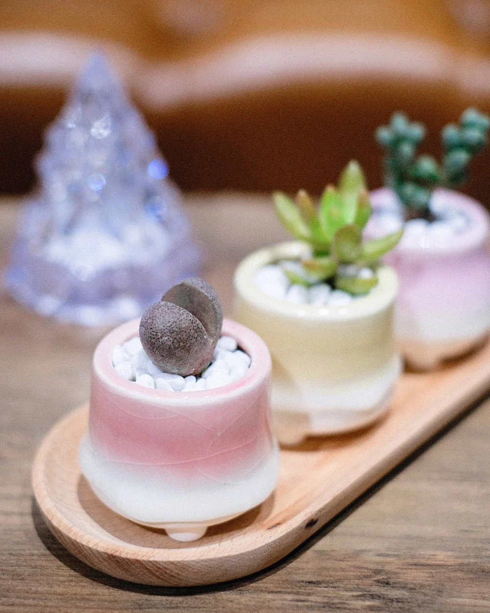 Local Succulents Subscription - Image 6