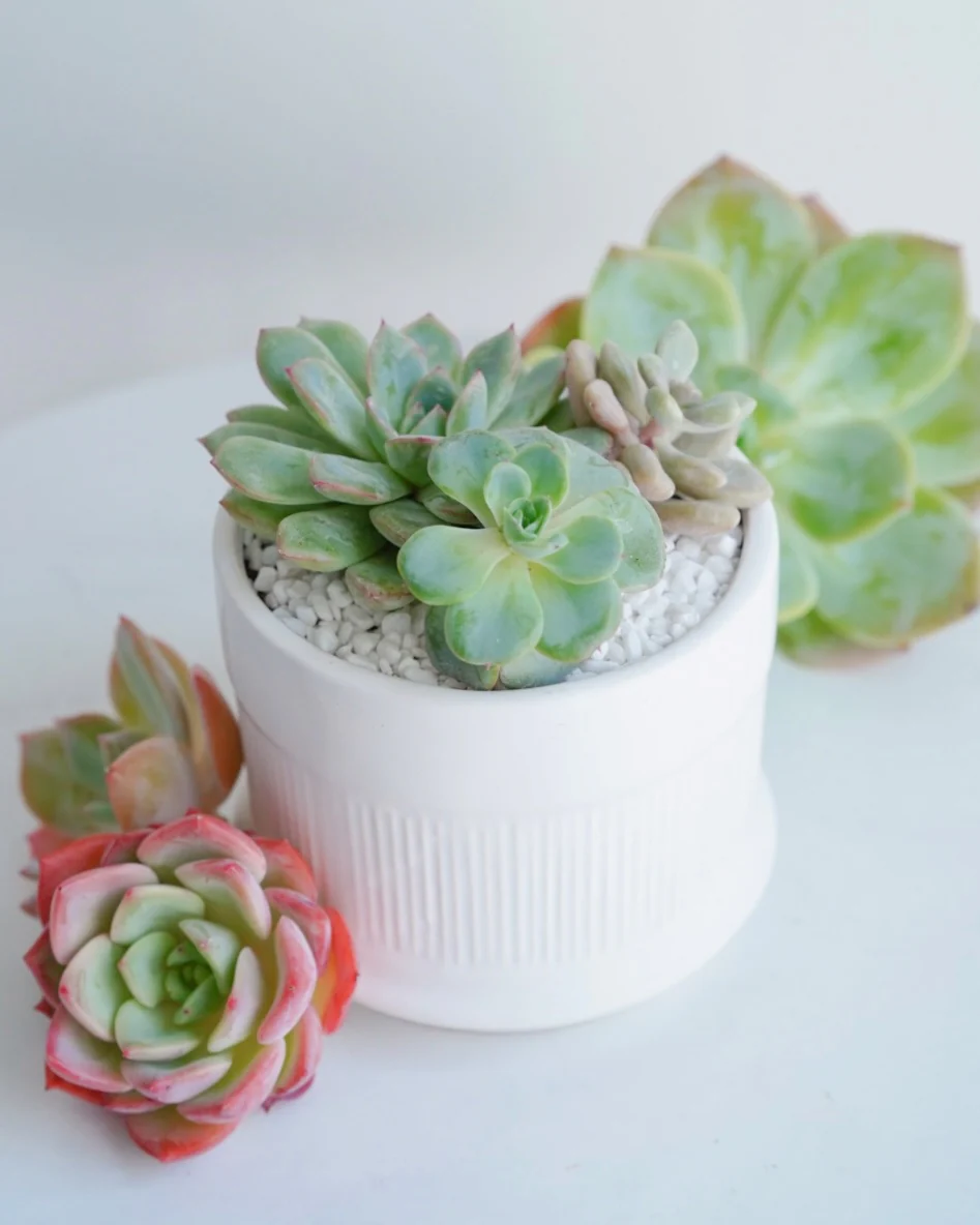 "Love Blooms" Succulent Flower Boutique - Image 3