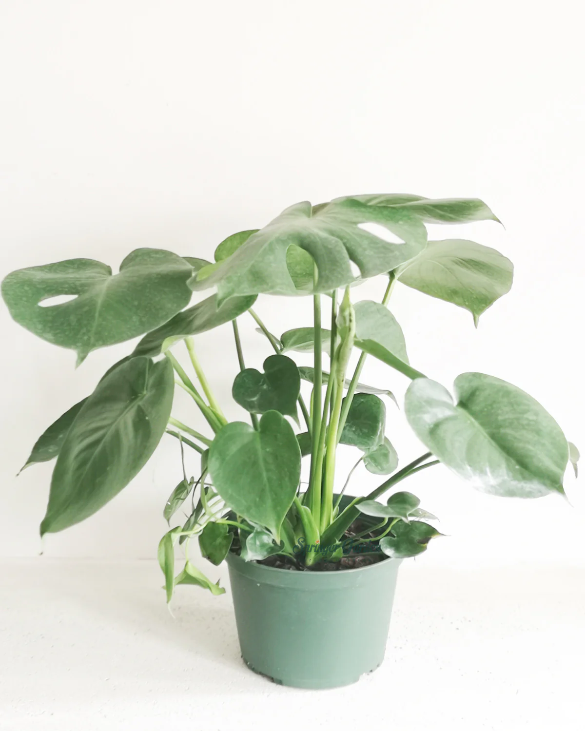 Monstera Deliciosa - Image 2
