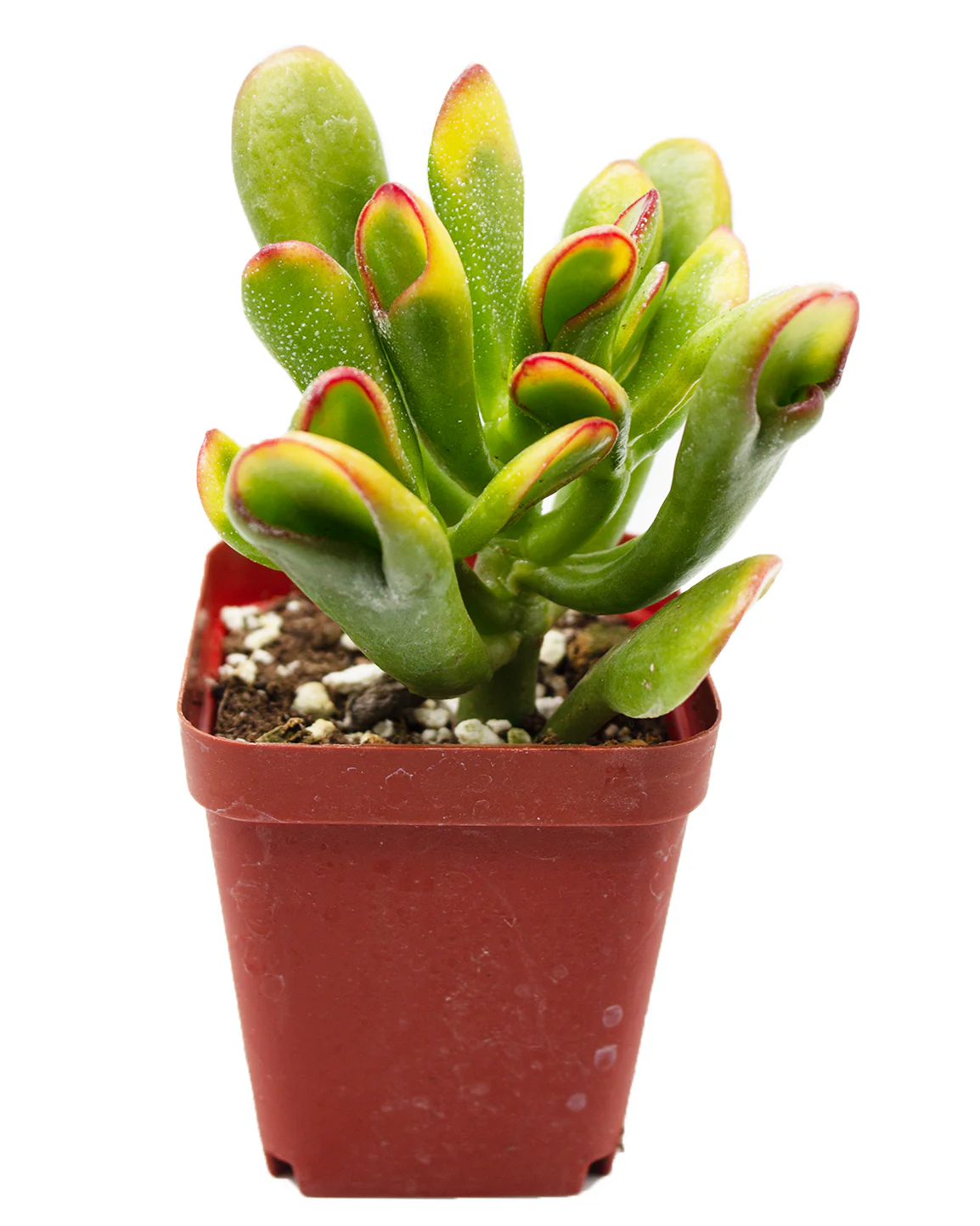 Jade Plant/Ogre/Shrek Ears - Image 2