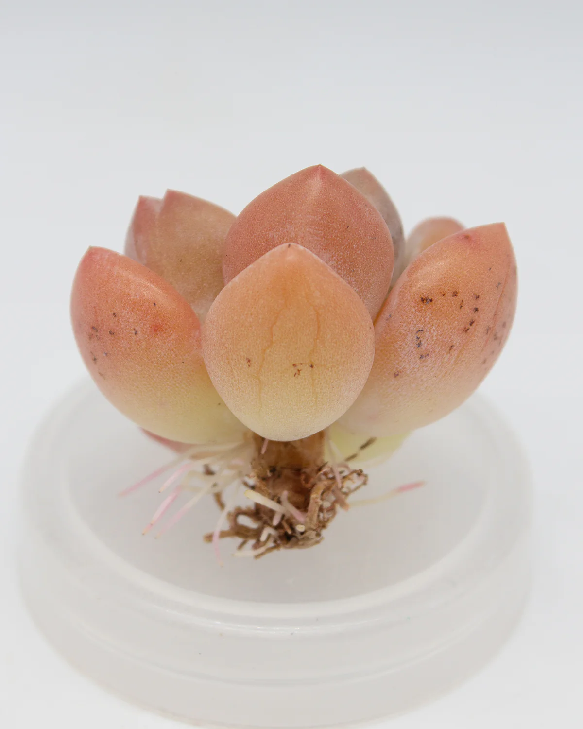 Pachyphytum cv Frevel - Image 2