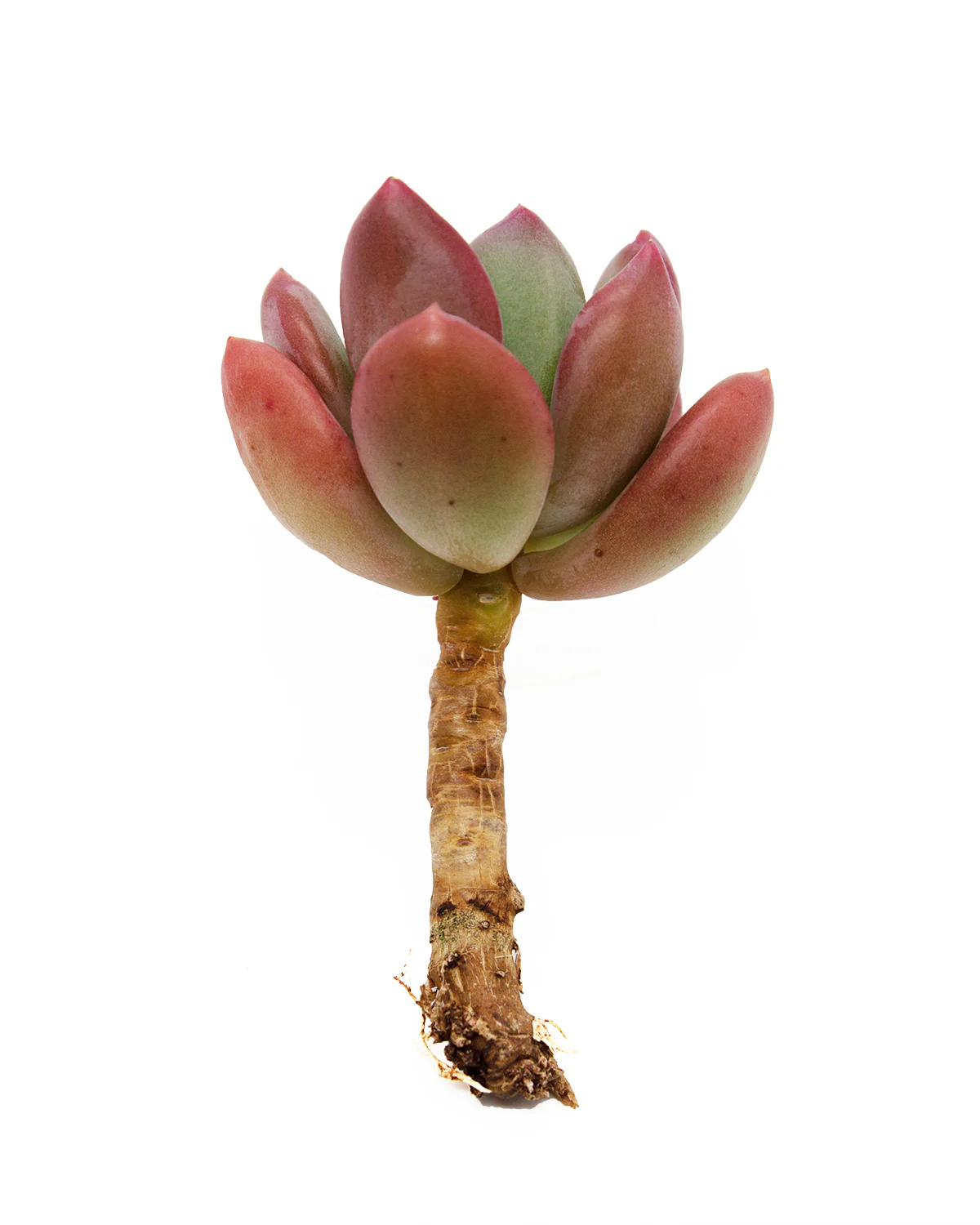 Pachyphytum Doctor Cornelius - Image 3