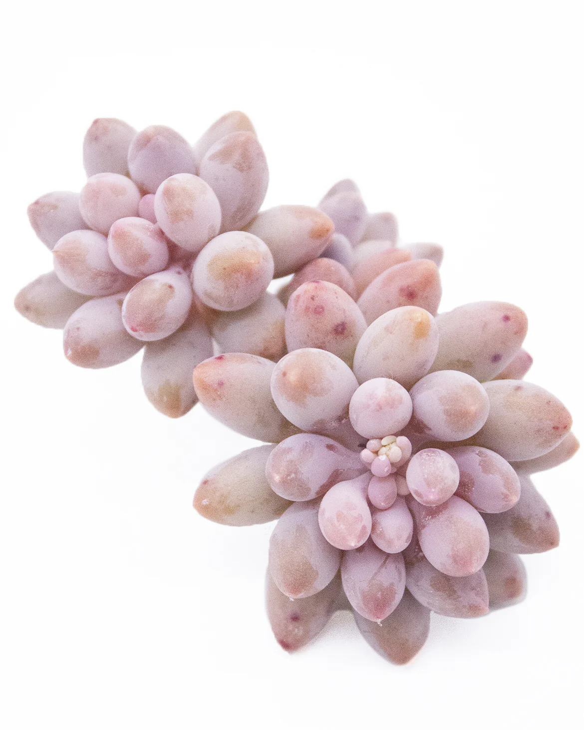 Pachyphytum Machucae(Baby finger) - Image 2