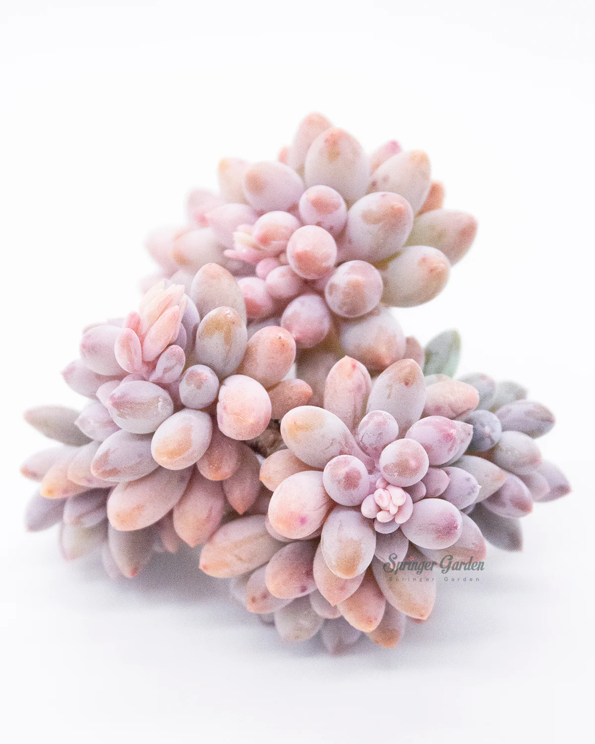 Pachyphytum Machucae(Baby finger) - Image 3