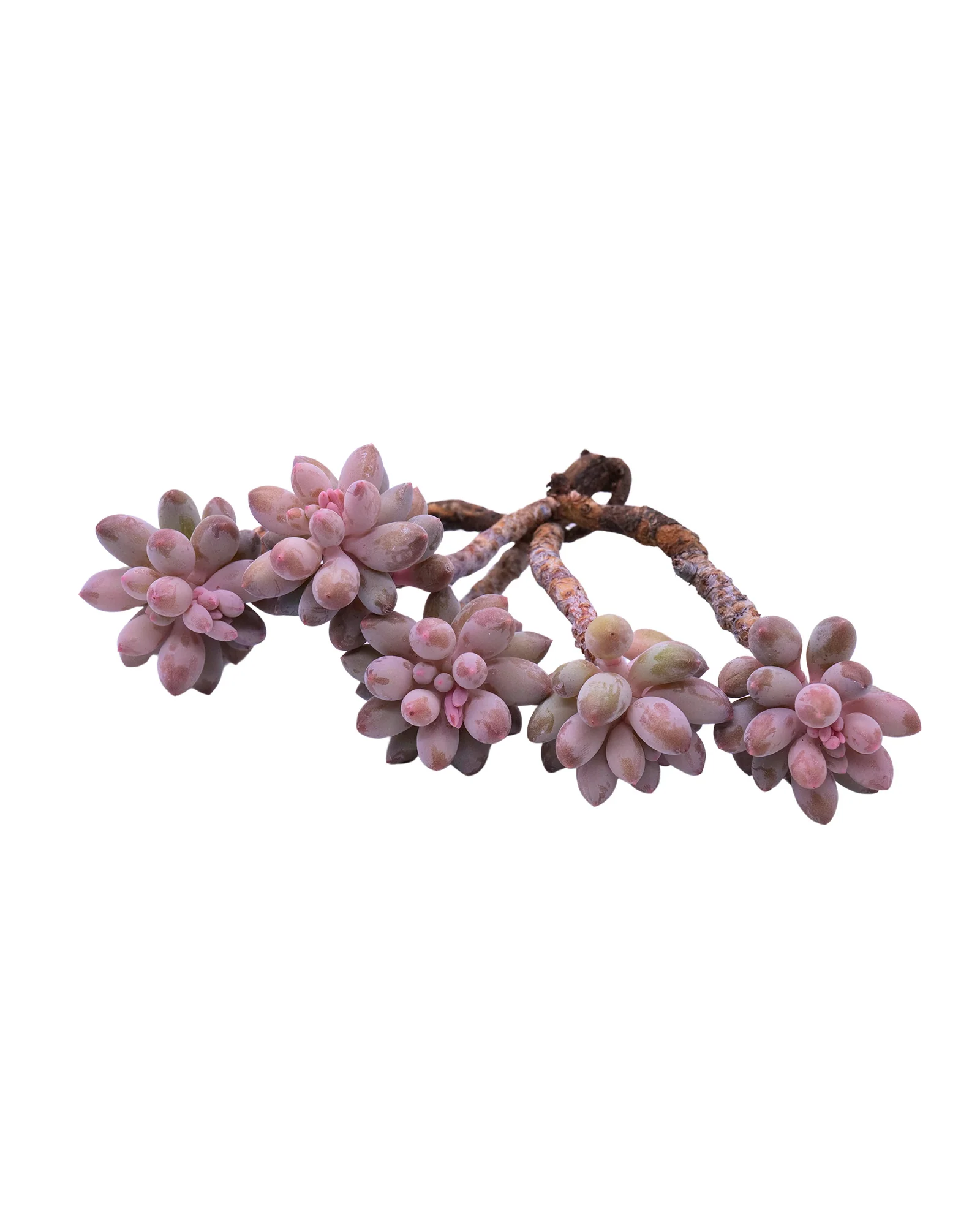 Pachyphytum Machucae(Baby finger) - Image 5