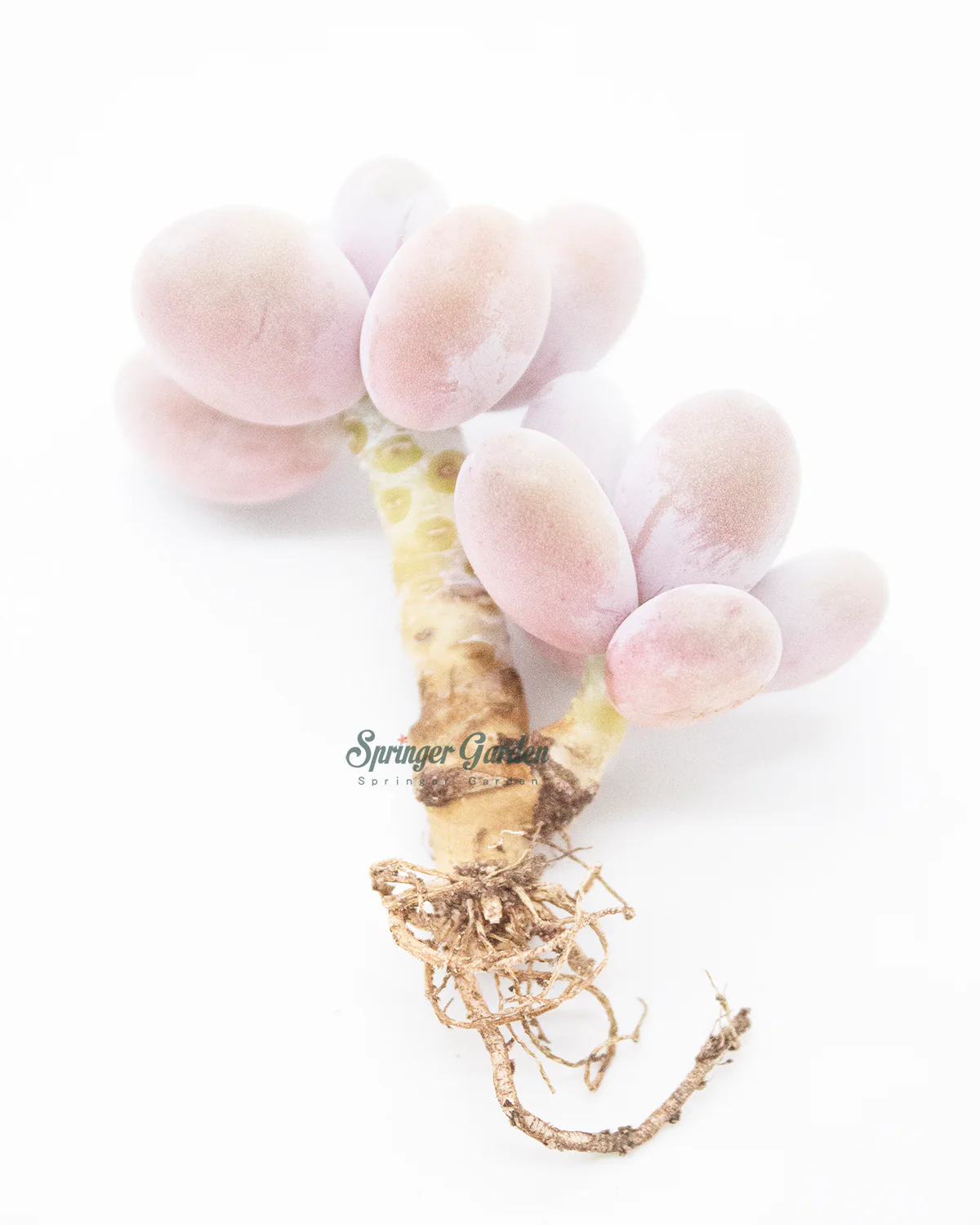 Pachyphytum Oviferum Pink Moonstone - Image 3