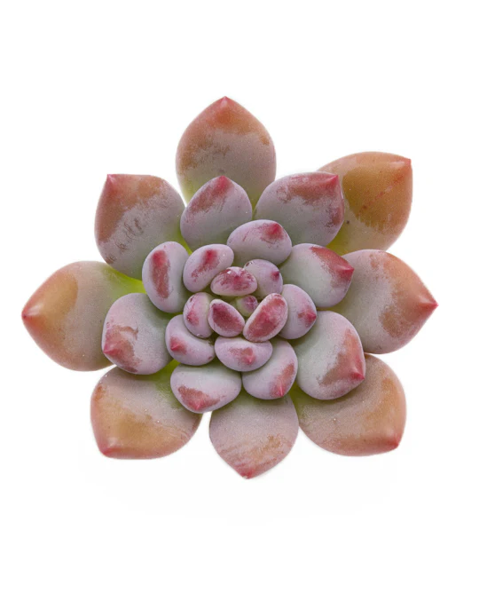 Pachyveria Cutie Finger - Image 3