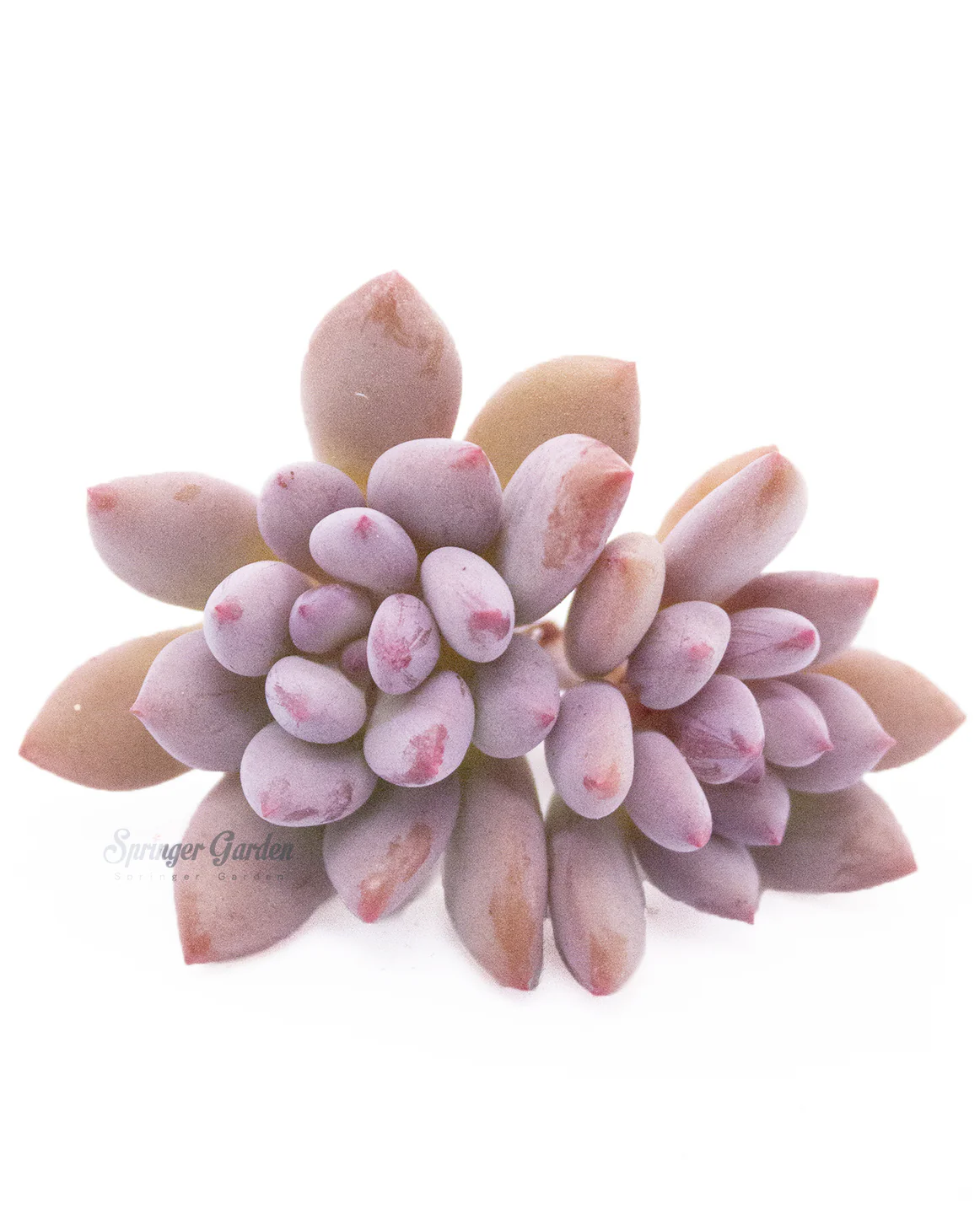 Pachyveria Cutie Finger - Image 6