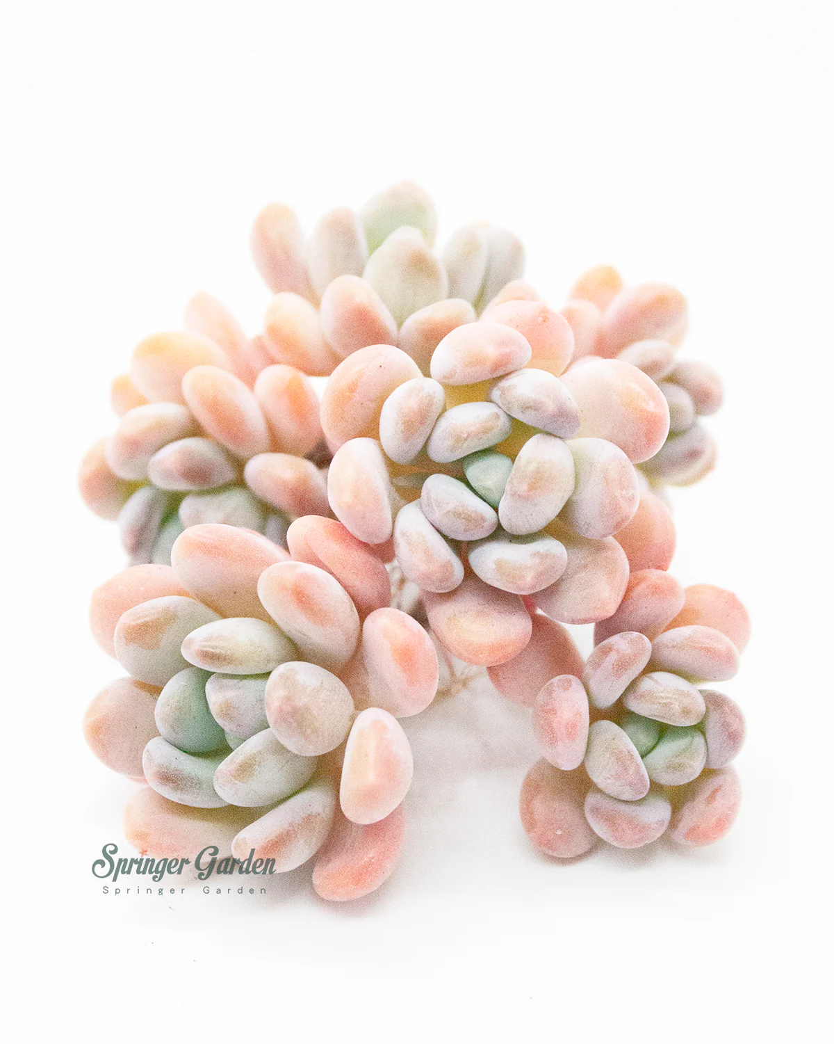 Pachyveria Pachyphytoides Walth - Image 3