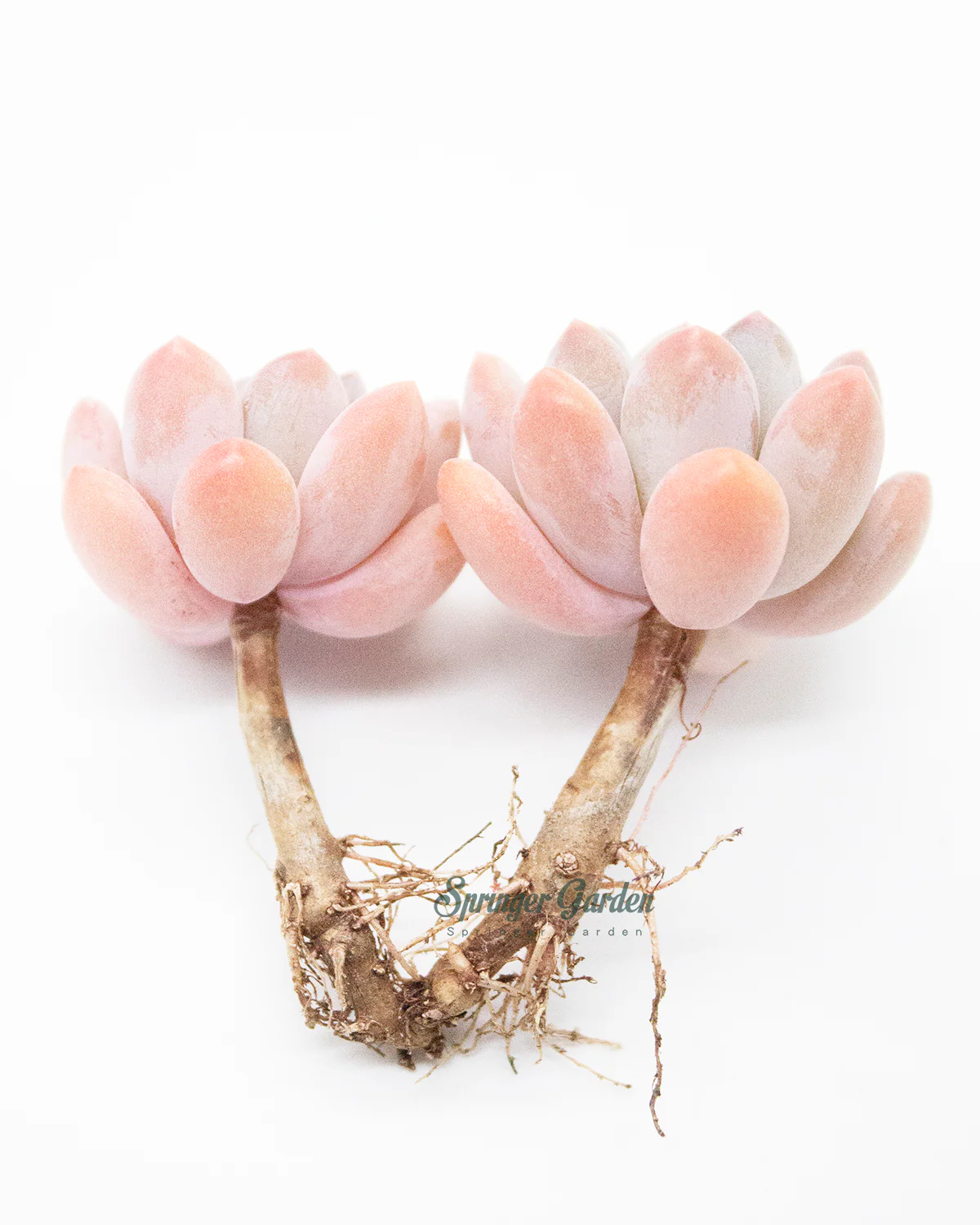 Pachyveria Pachyphytoides Walth - Image 4