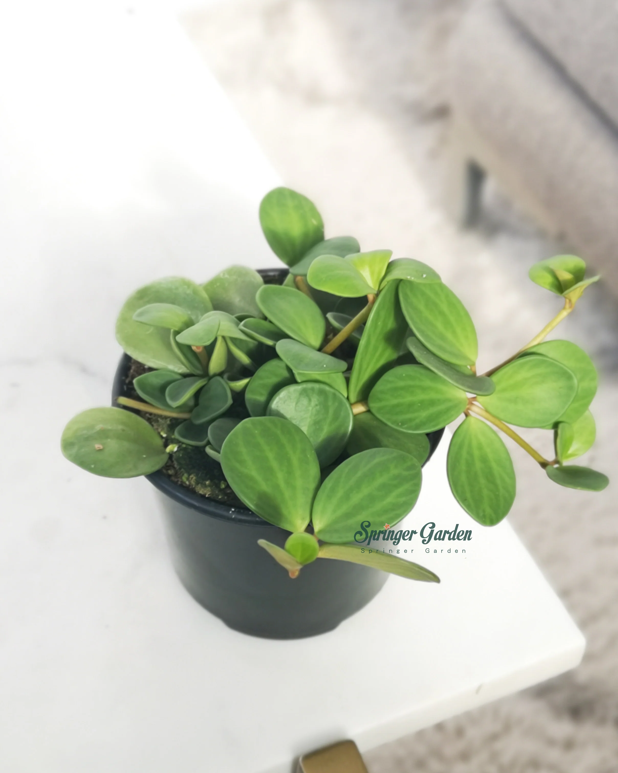 Peperomia Hope - Image 4