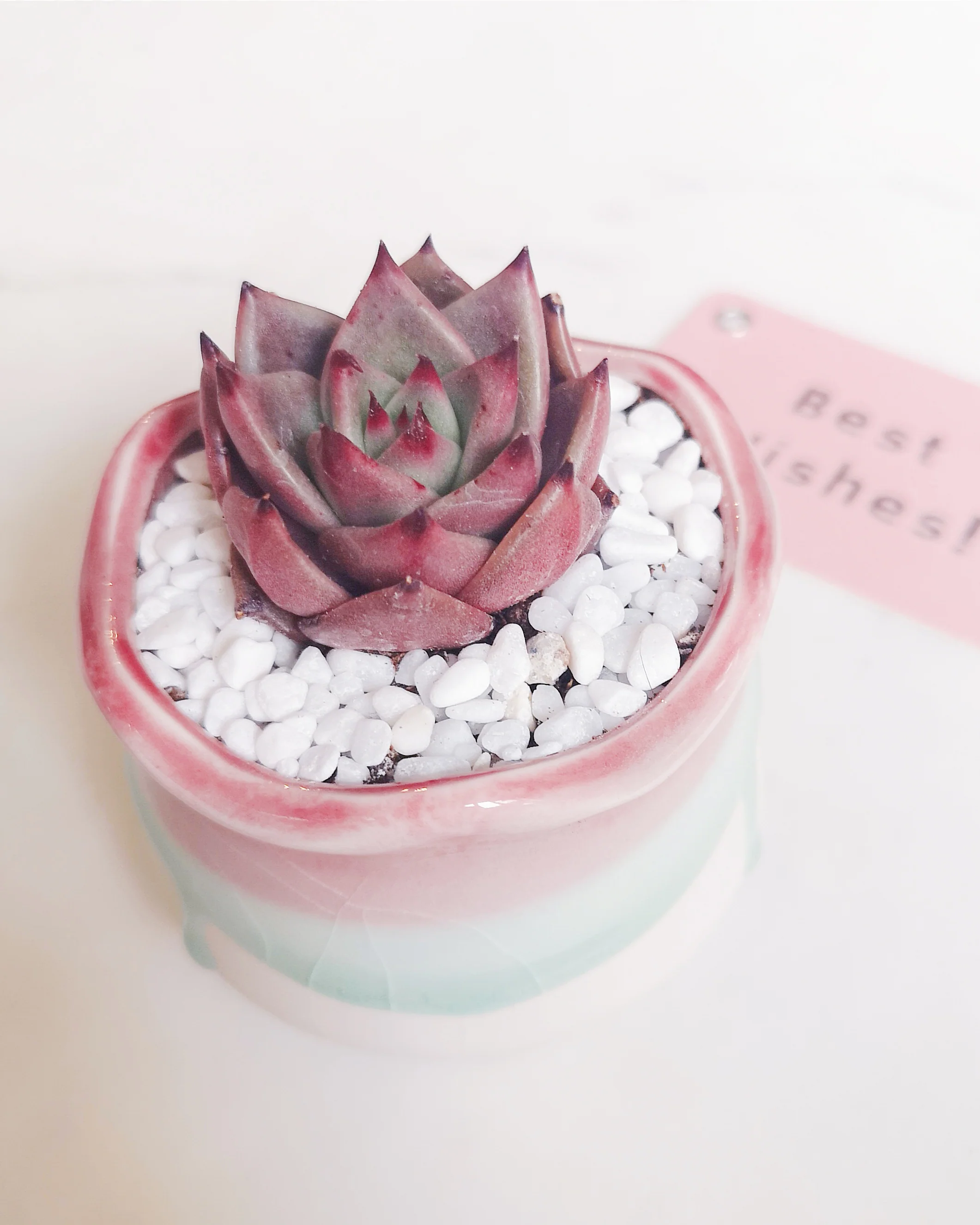 Pink Bun Planter Gift Set - Image 2