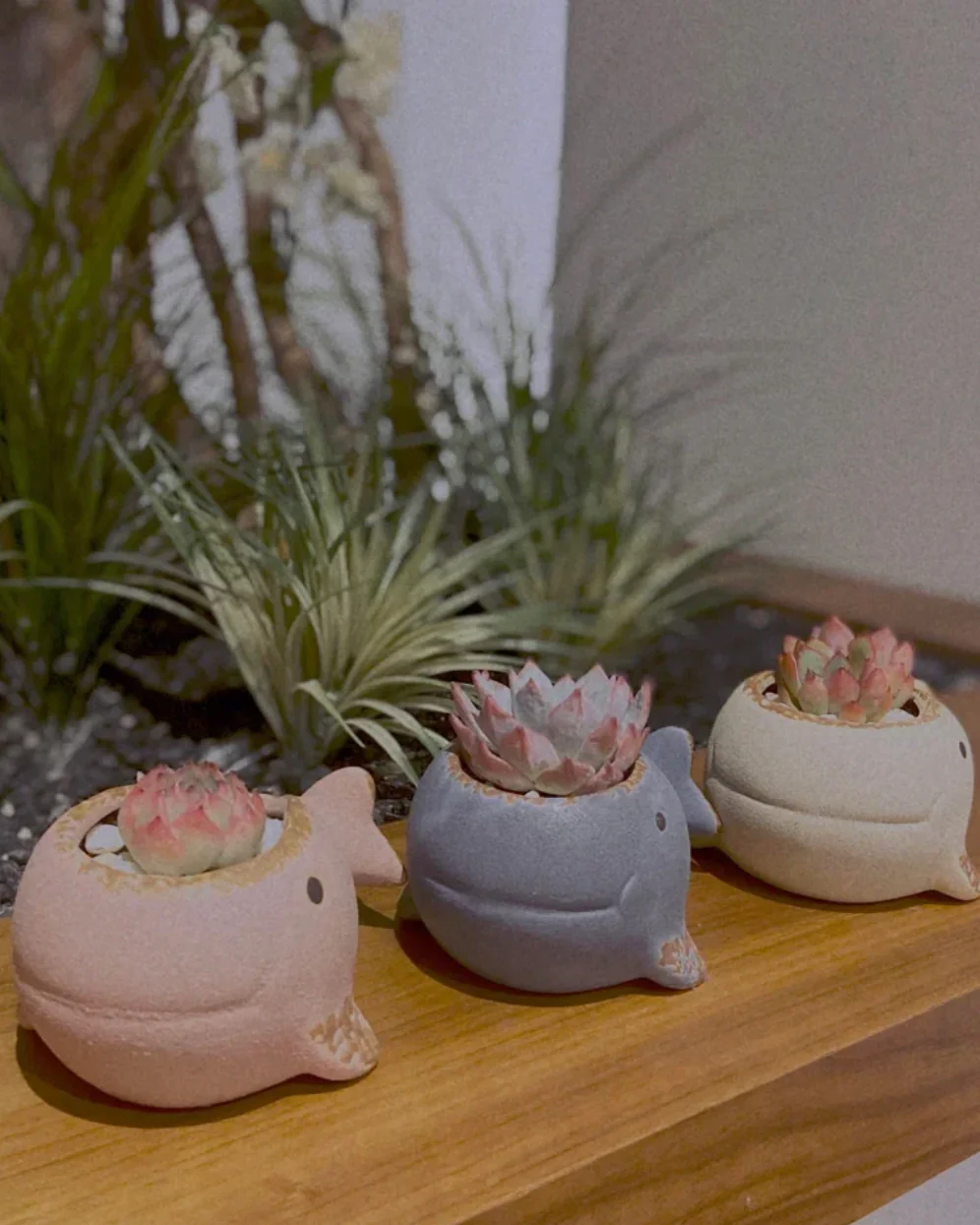Succulent Assortment with Whale Planters - Image 2
