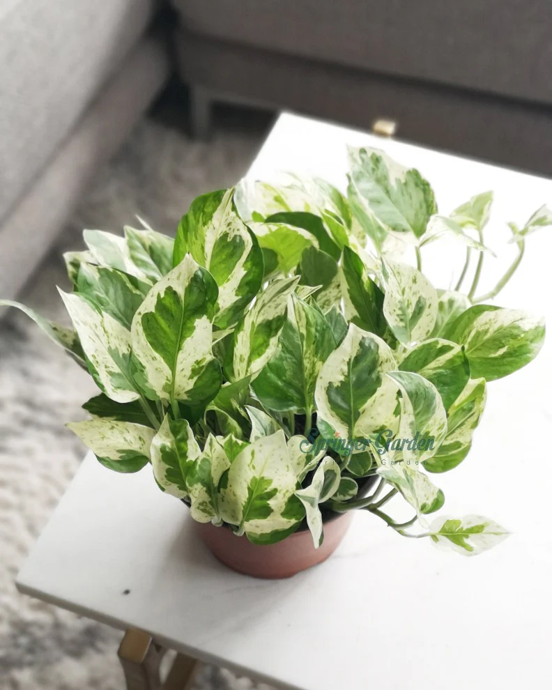 Pothos Pearls and Jade - Image 4