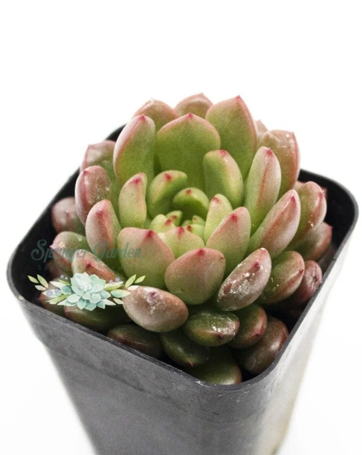 Graptoveria ‘Pink Ruby’ - Image 3