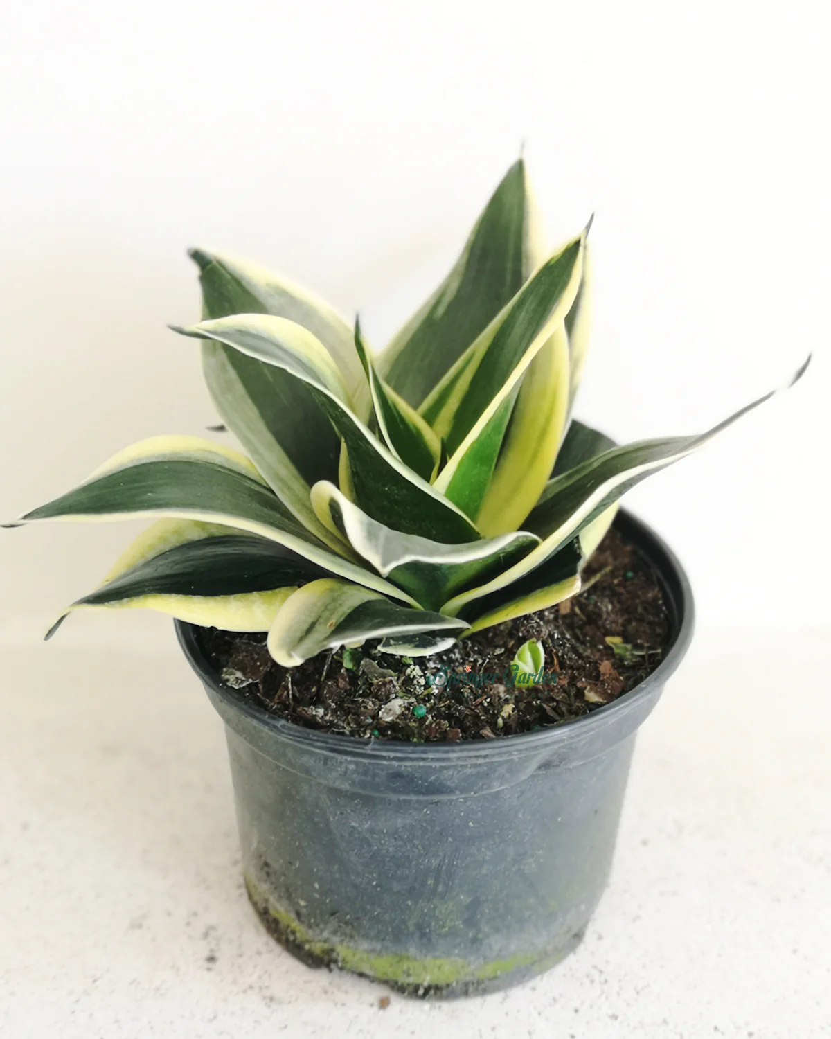 Sansevieria Black Gold - Image 2