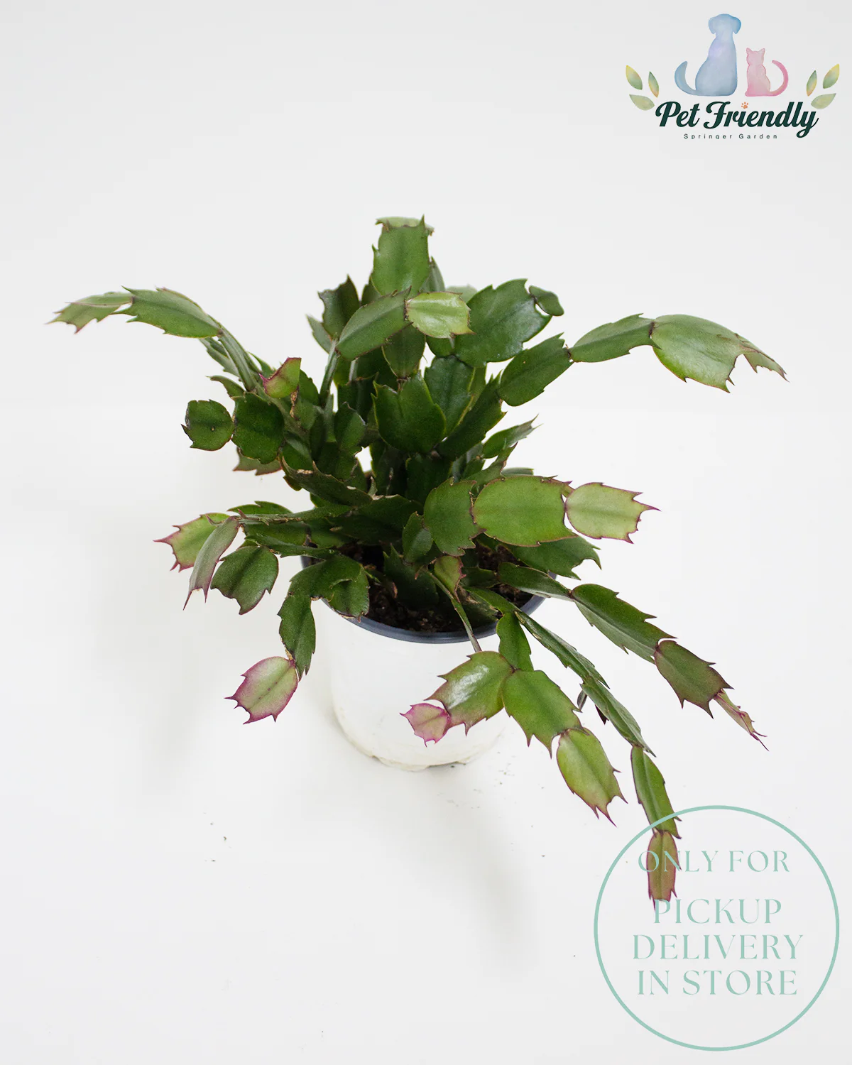 Christmas Cactus - Image 2