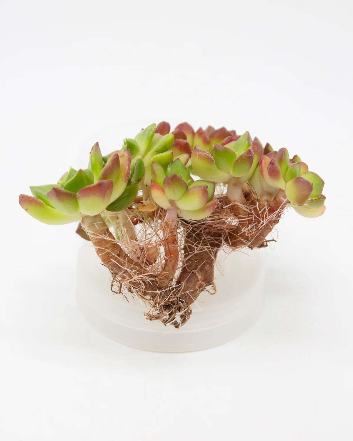 Sedeveria Letizia Cristata - Image 2