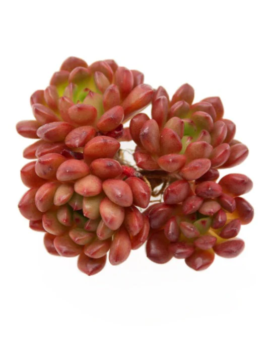 Sedeveria Pink Ruby - Image 3