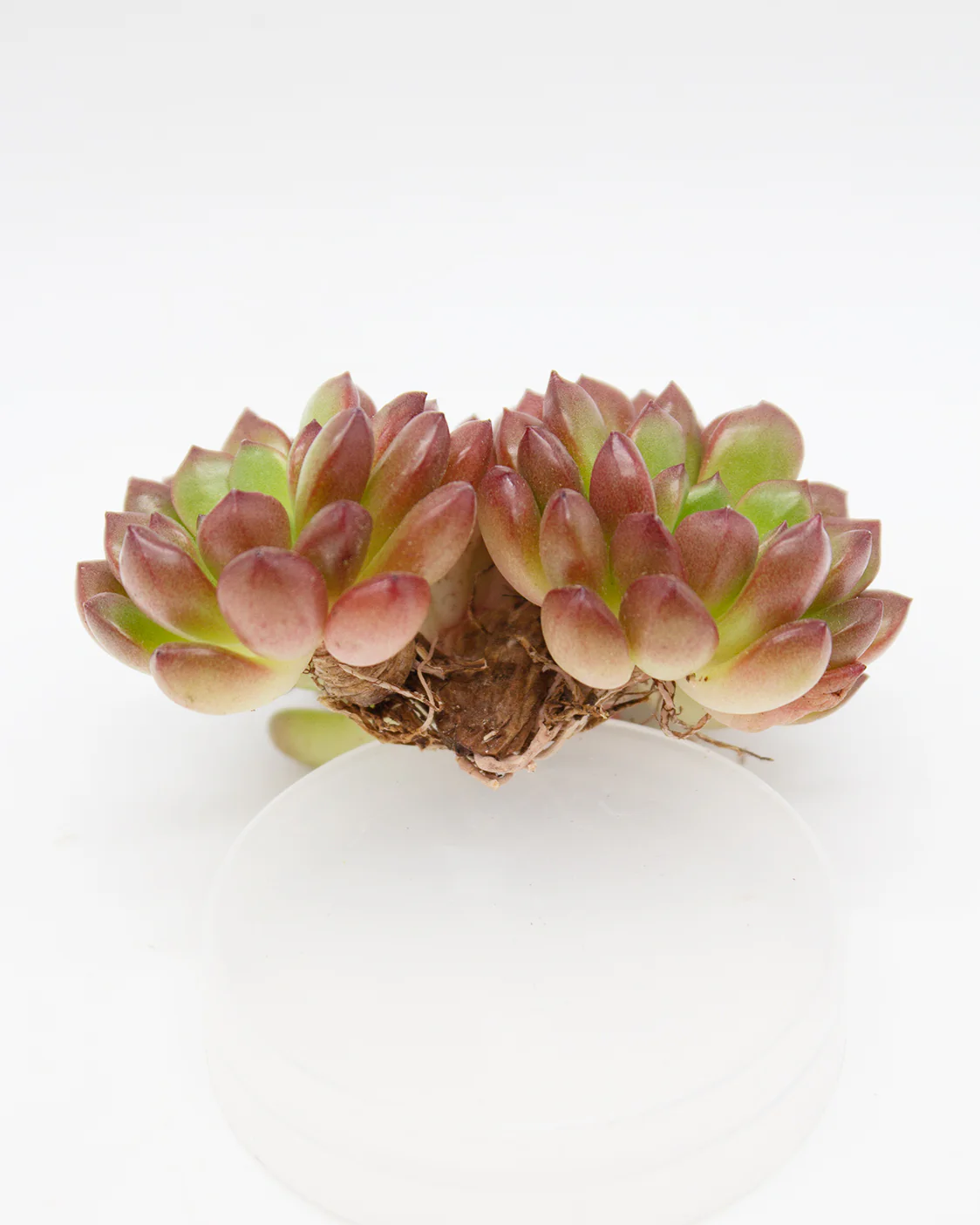 Sedeveria Pink Ruby - Image 4