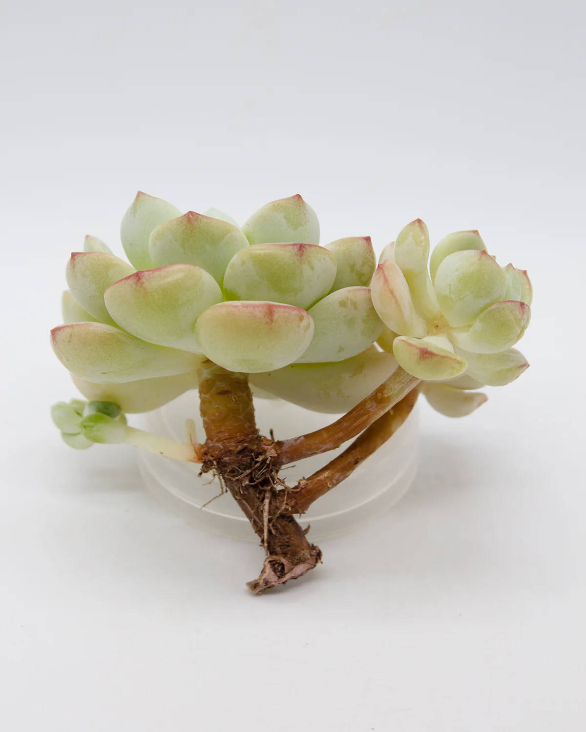 Sedeveria Pudgy - Image 2