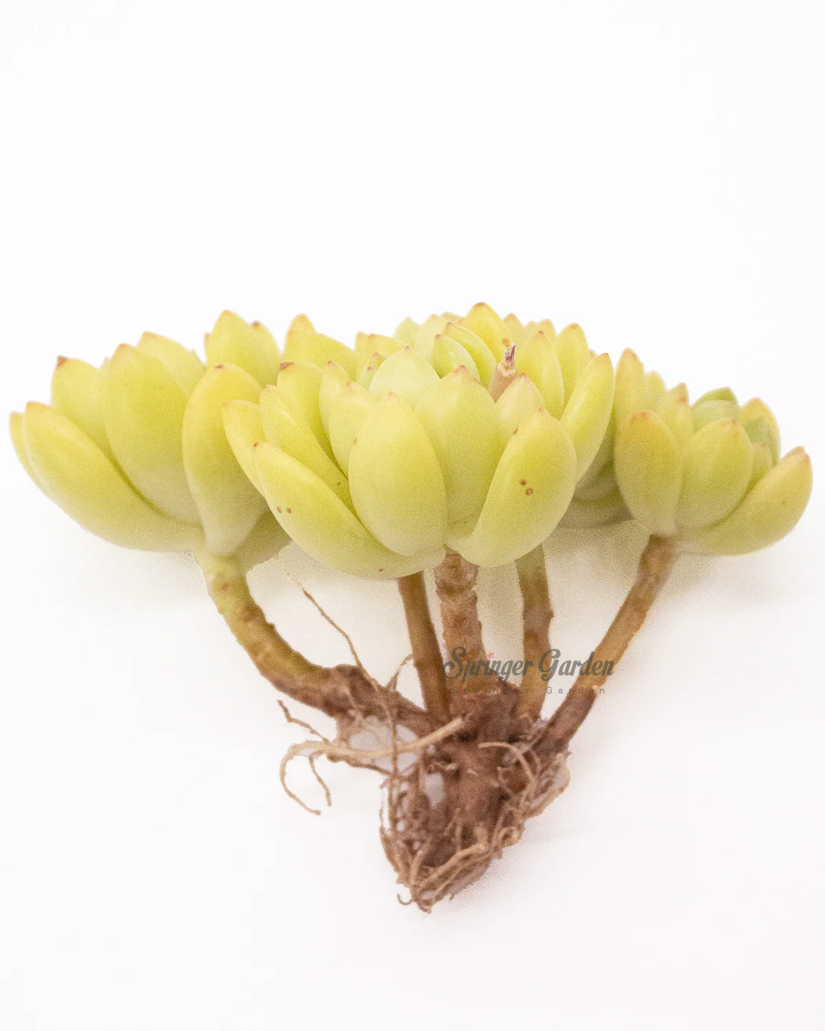 Sedum Alice Evans - Image 2