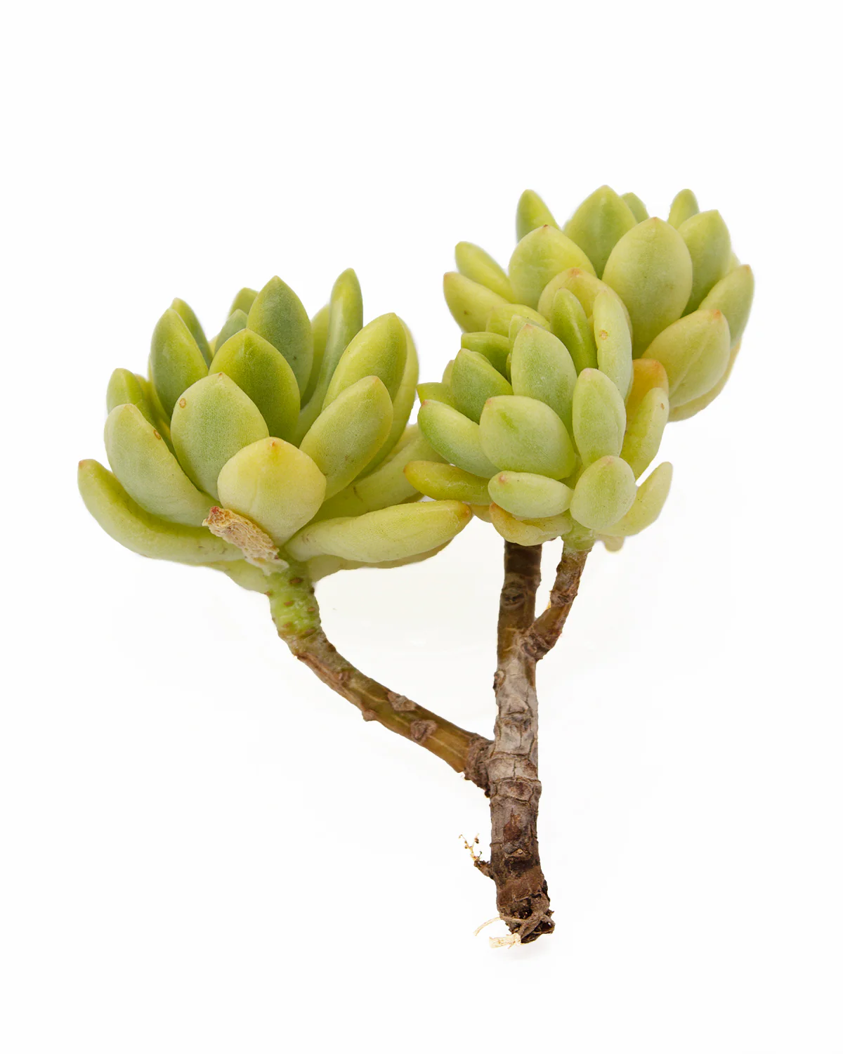 Sedum Alice Evans var. - Image 2