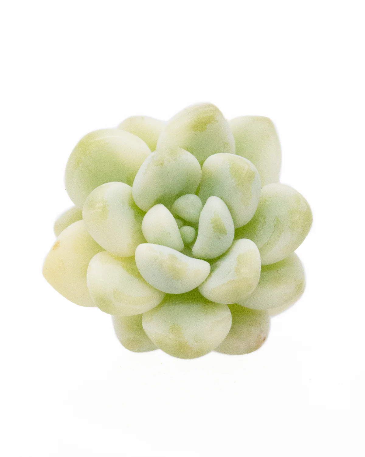 Sedum Clavatum Variegated - Image 2