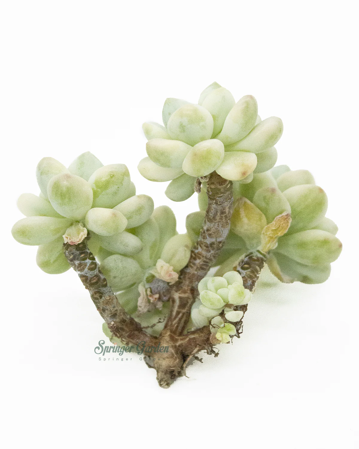 Sedum Clavatum Variegated - Image 4