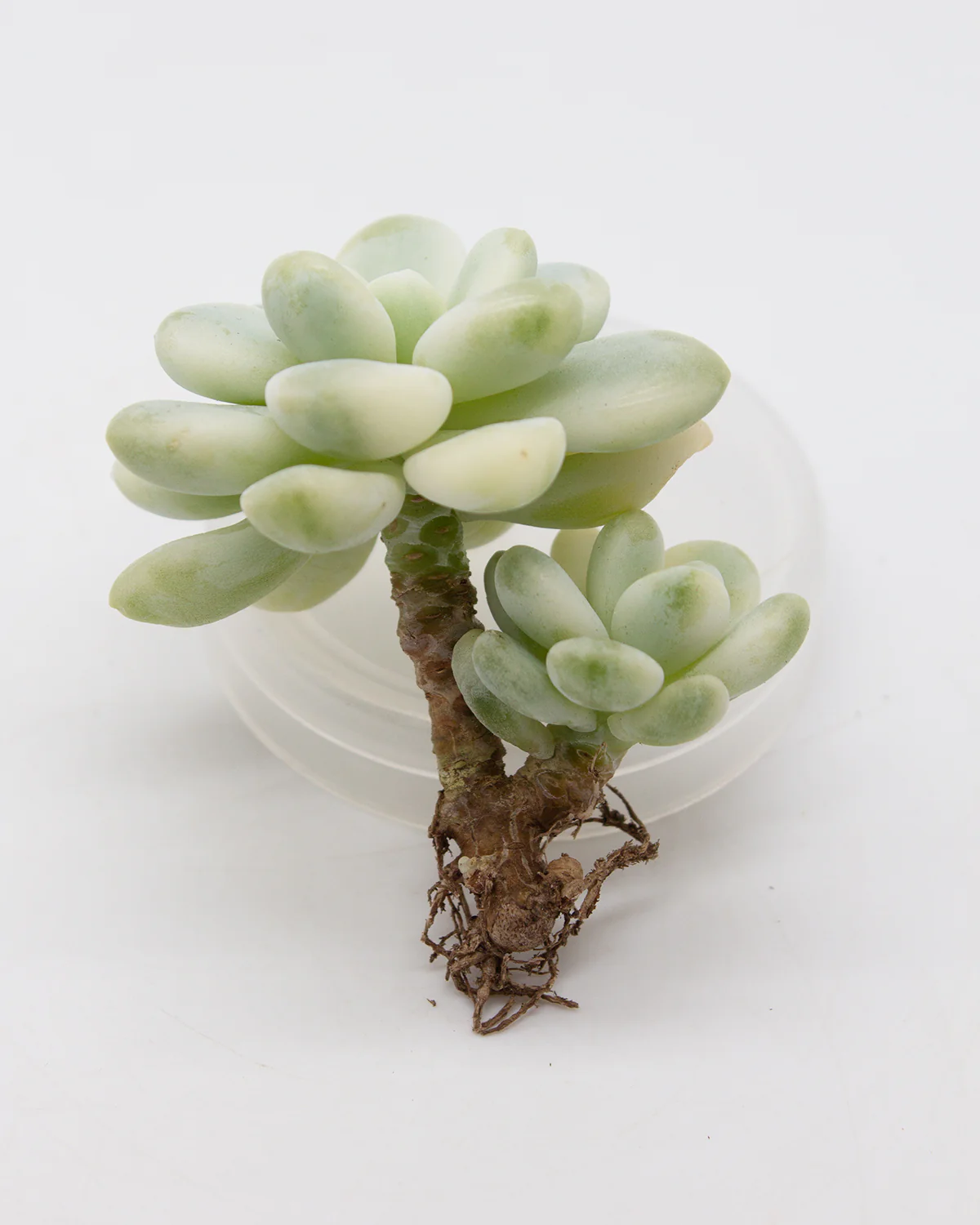 Sedum Clavatum Variegated - Image 6