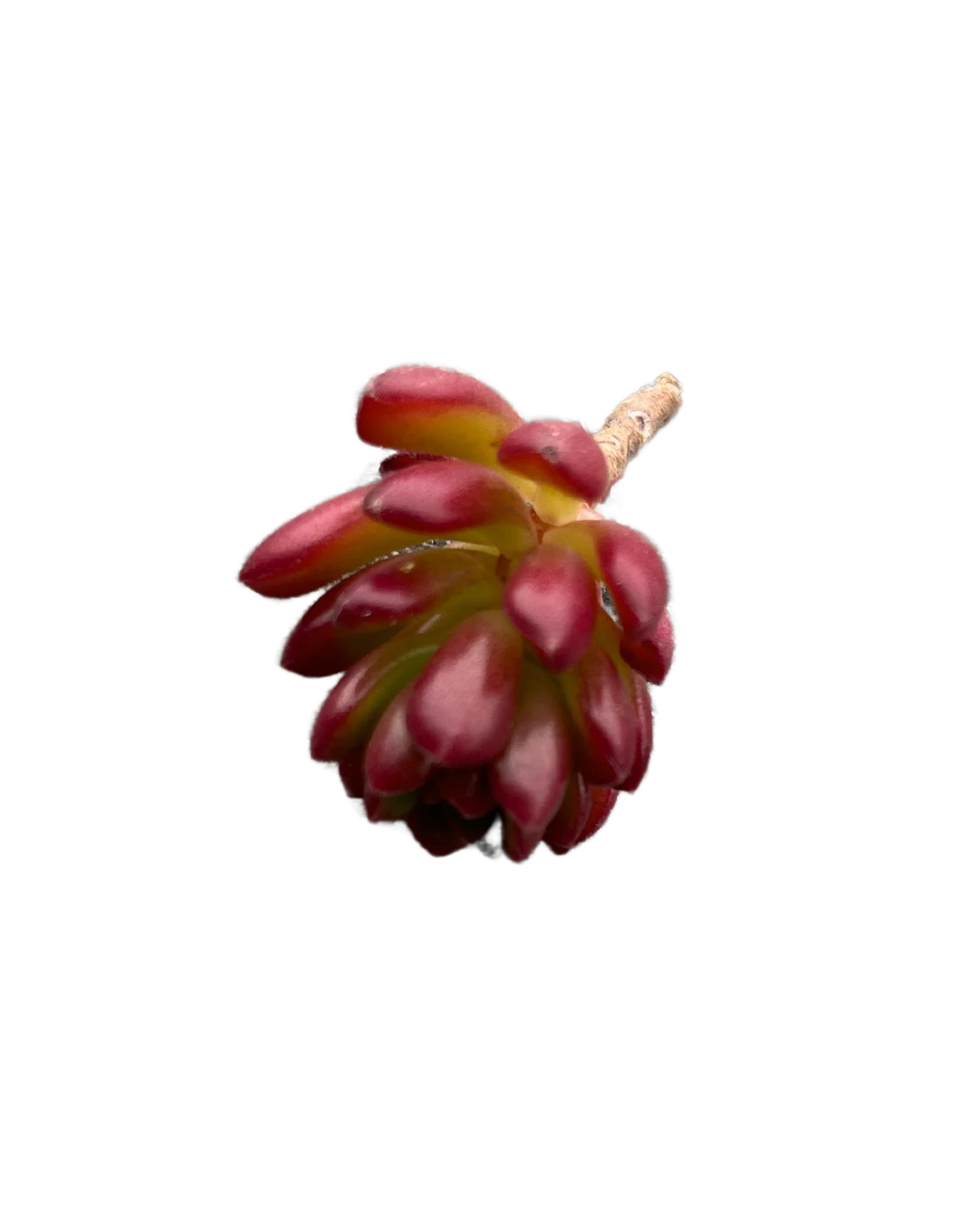 Sedum Joyce Tulloch - Image 2