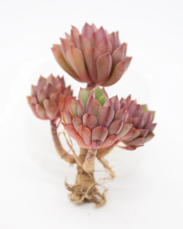 Sedum Joyce Tulloch - Image 3