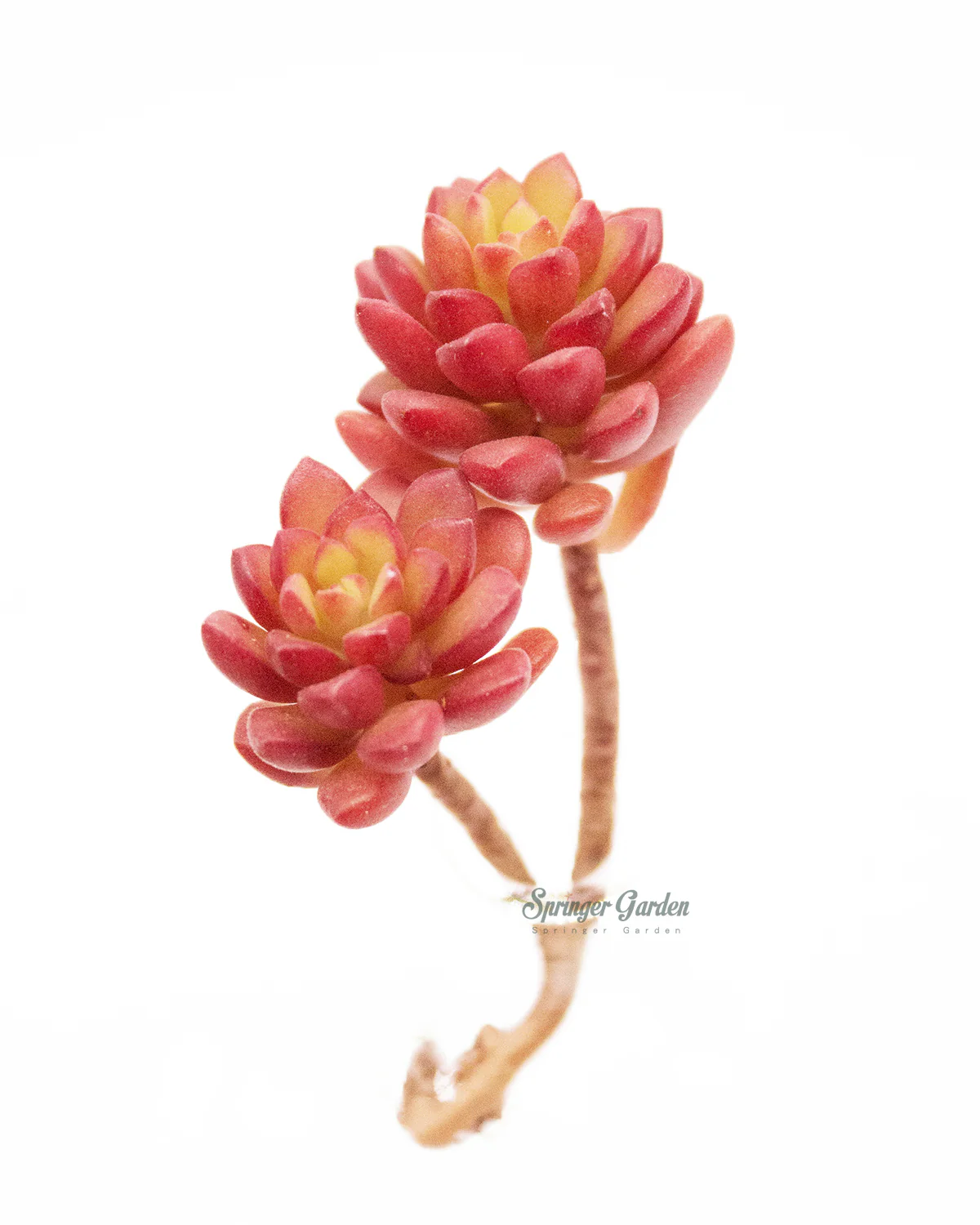 Sedum Joyce Tulloch - Image 4