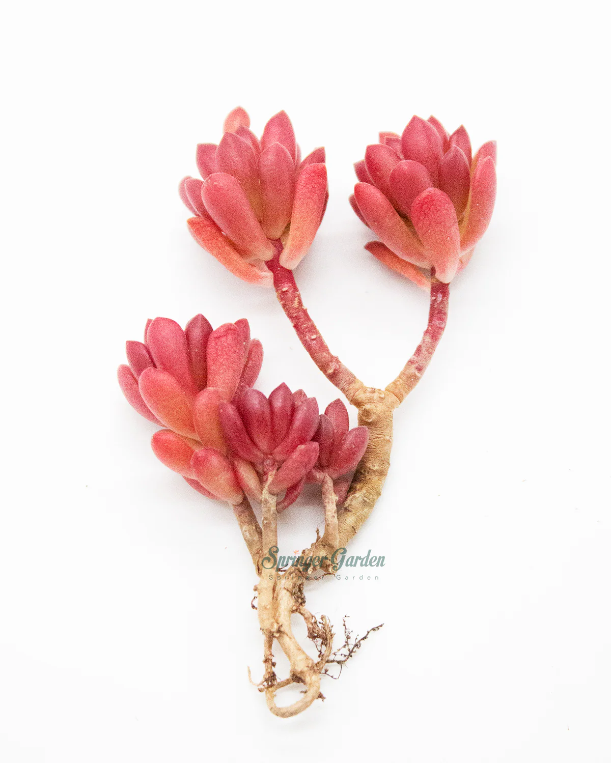 Sedum Joyce Tulloch - Image 5