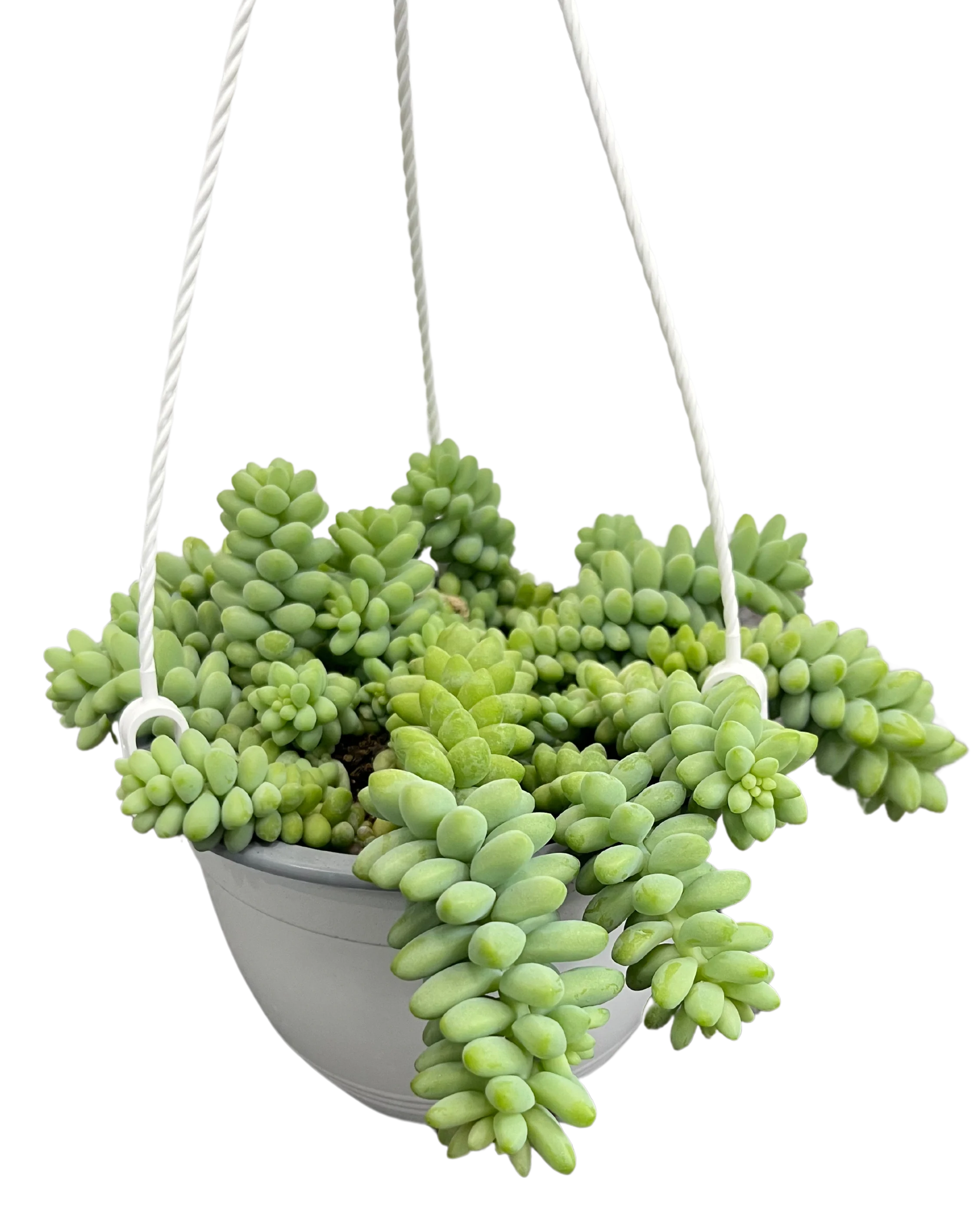 Sedum Burrito - Image 3