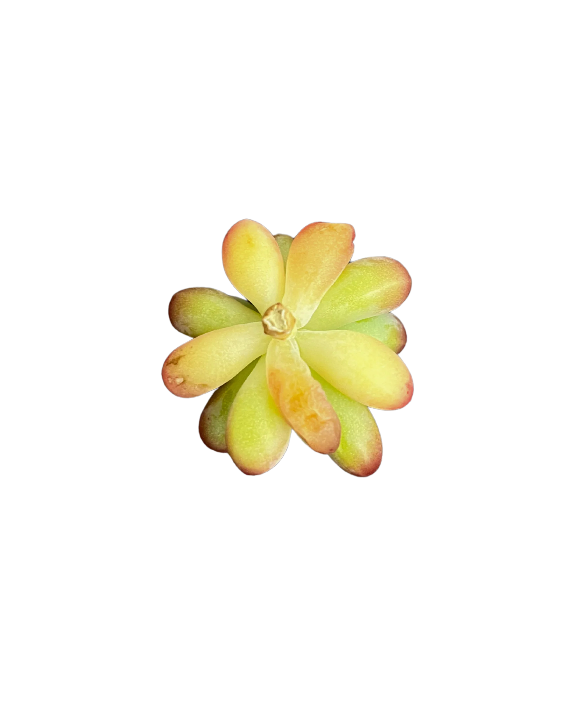 Sedum Pachyphyllum sp. - Image 2