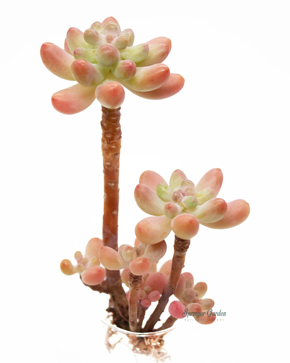 Sedum Pachyphyllum Thin Blue Form - Image 5