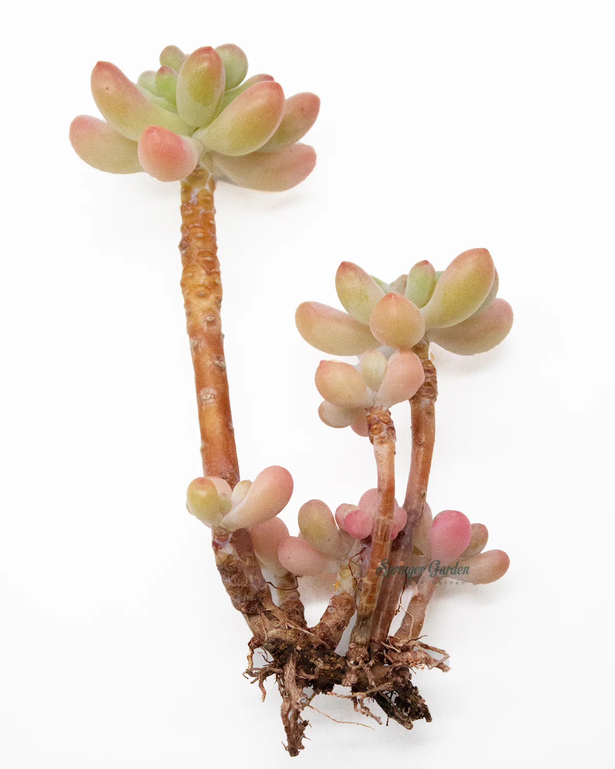 Sedum Pachyphyllum Thin Blue Form - Image 6