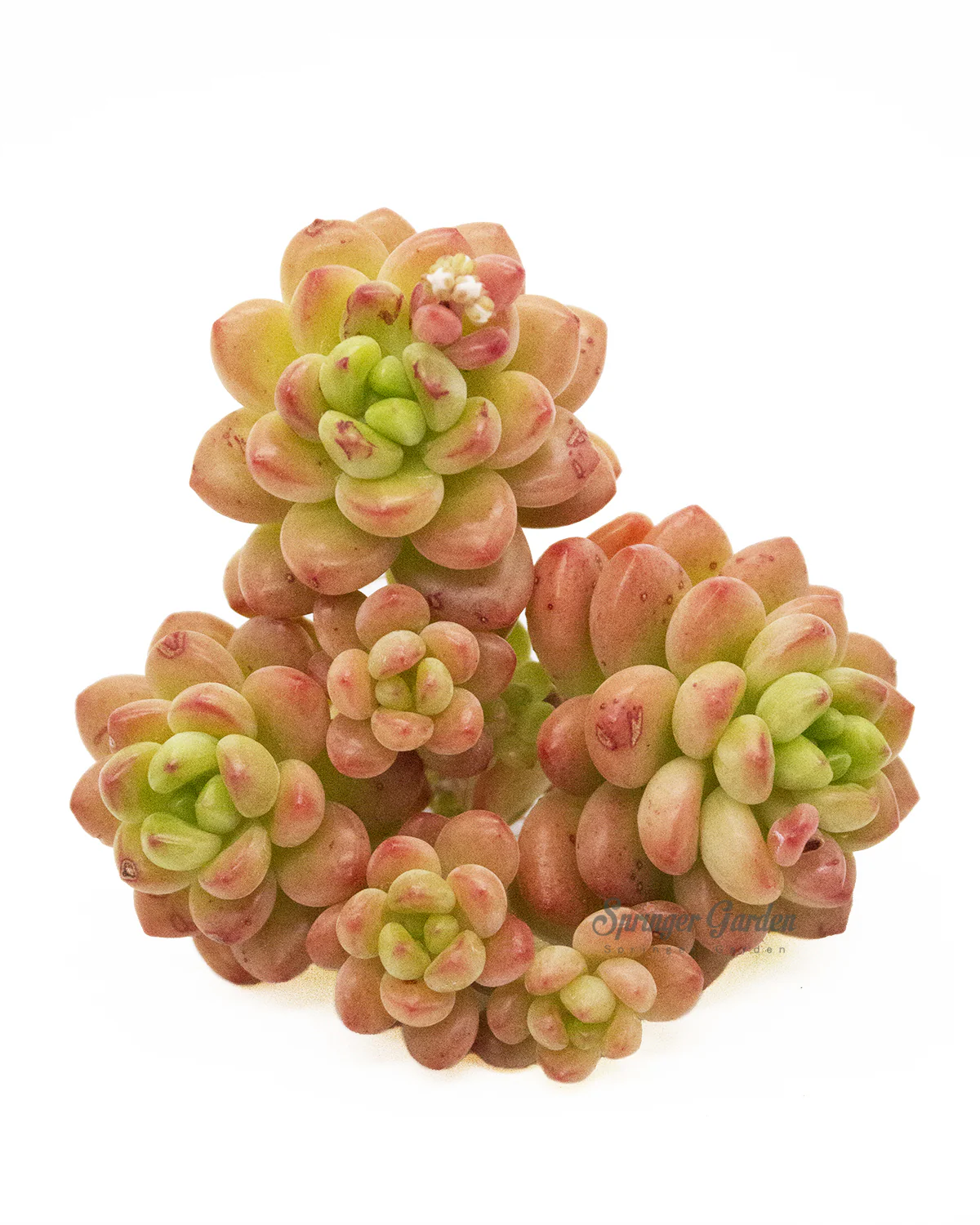 Sedum Shangri La/Shangrira - Image 2