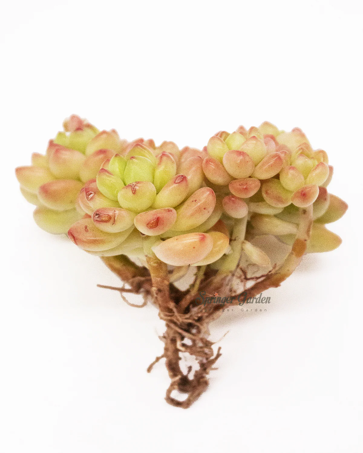 Sedum Shangri La/Shangrira - Image 3