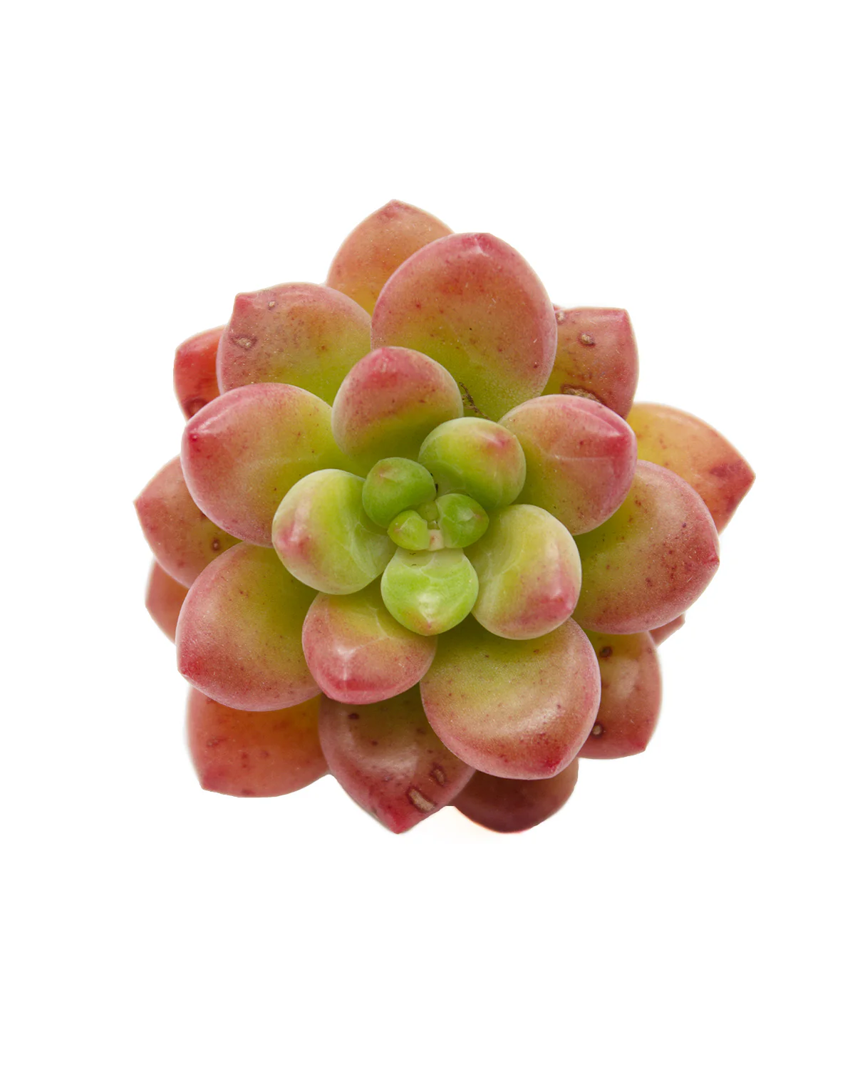 Sedum Shangri La/Shangrira - Image 4